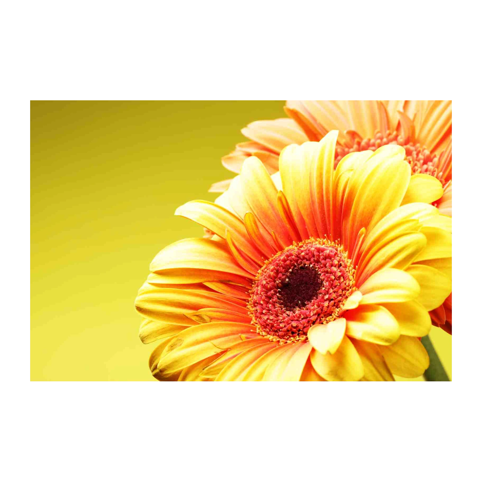 Vibrant Gerbera Daisy Floral Wall Art