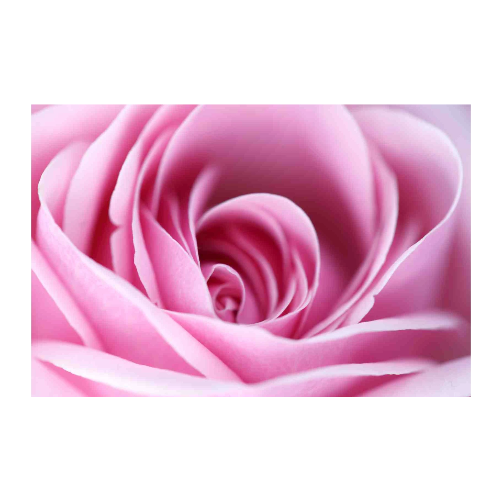 Elegant Pink Rose Macro Art Wall Art