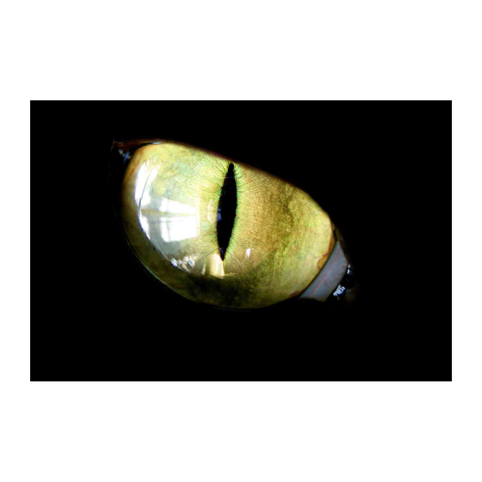 Mystic Green Cat Eye Wall Art