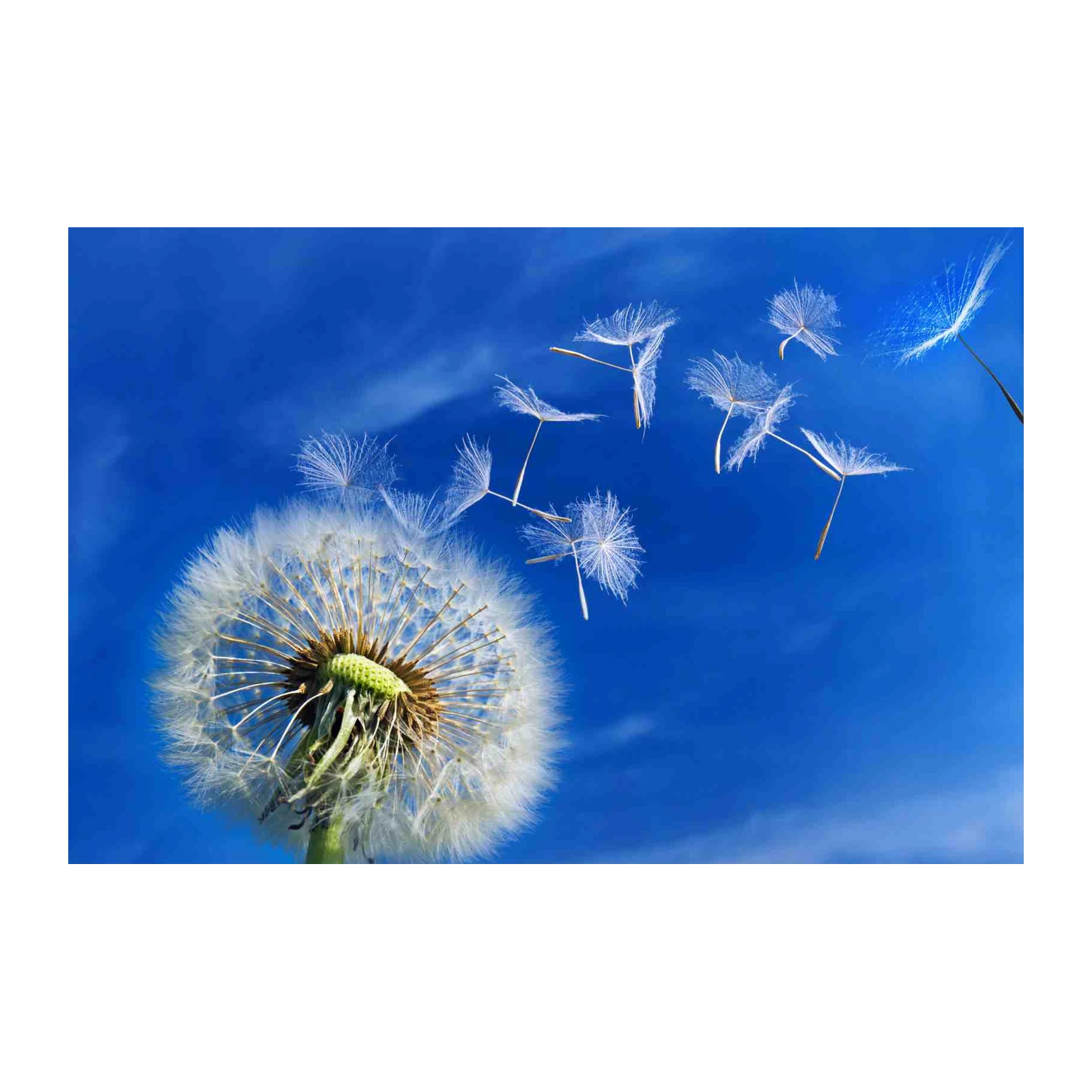 Dreamy Dandelion Seeds Floating Wall Art