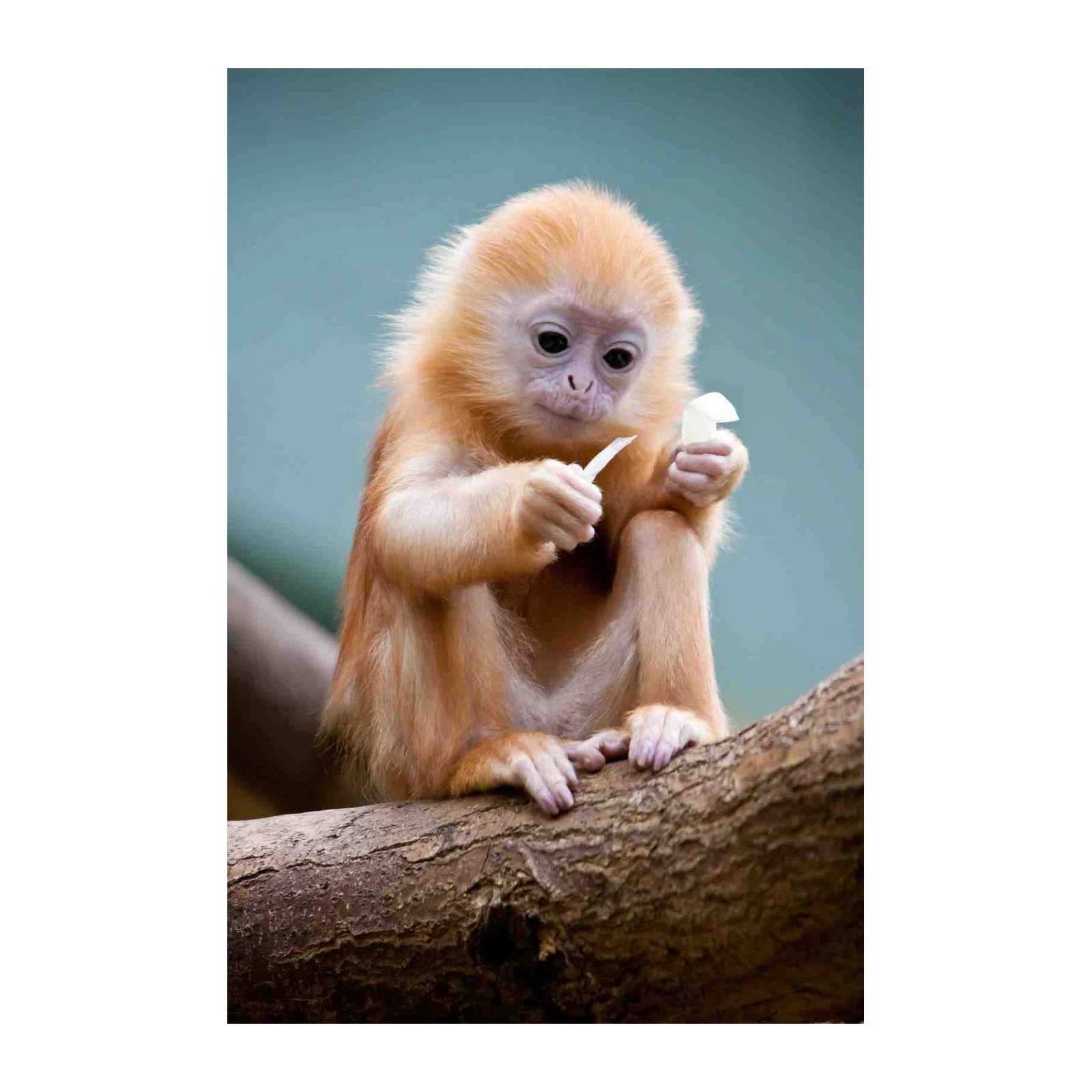 Adorable Baby Monkey Nature Wall Art