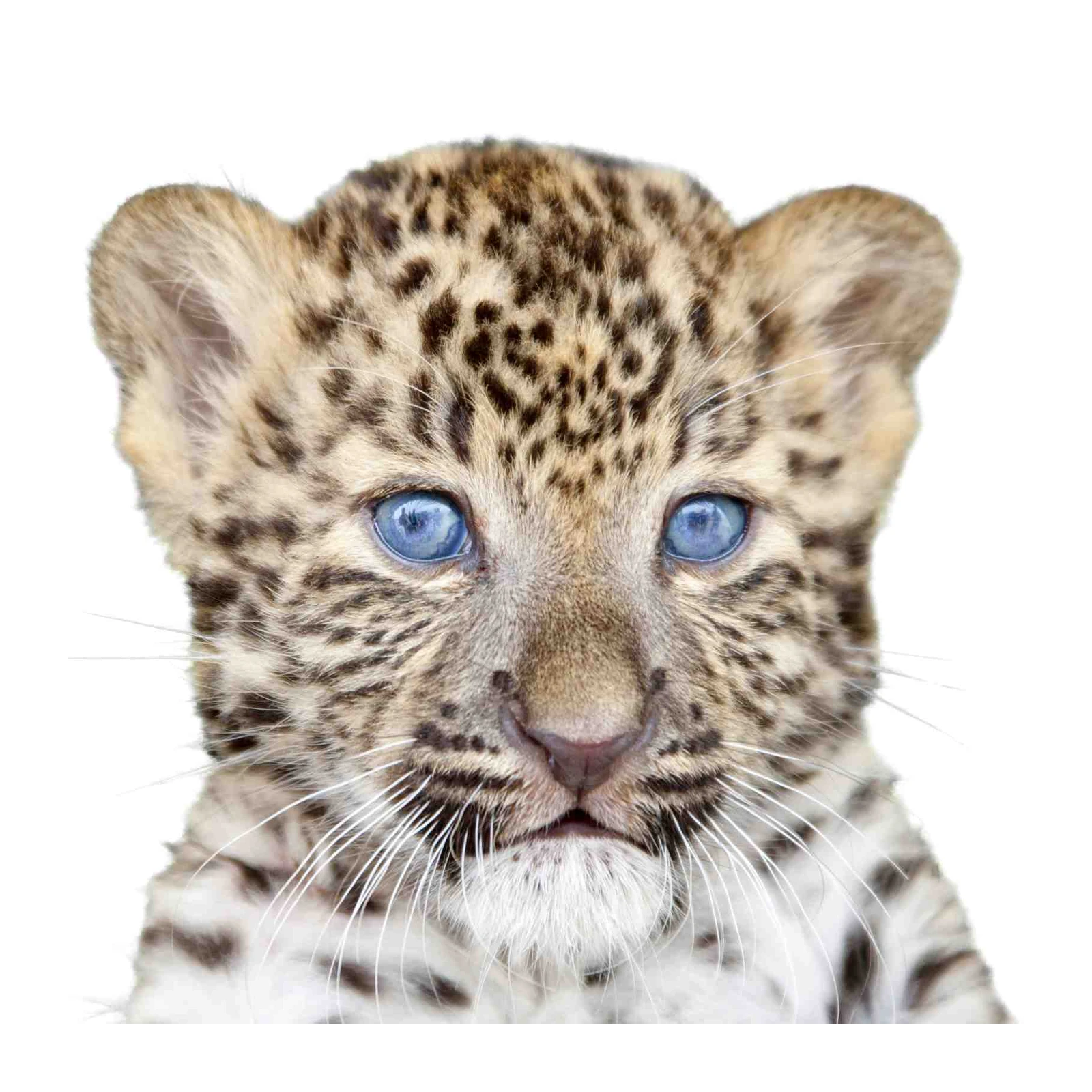 Adorable Leopard Cub Blue Eyes Wall Art