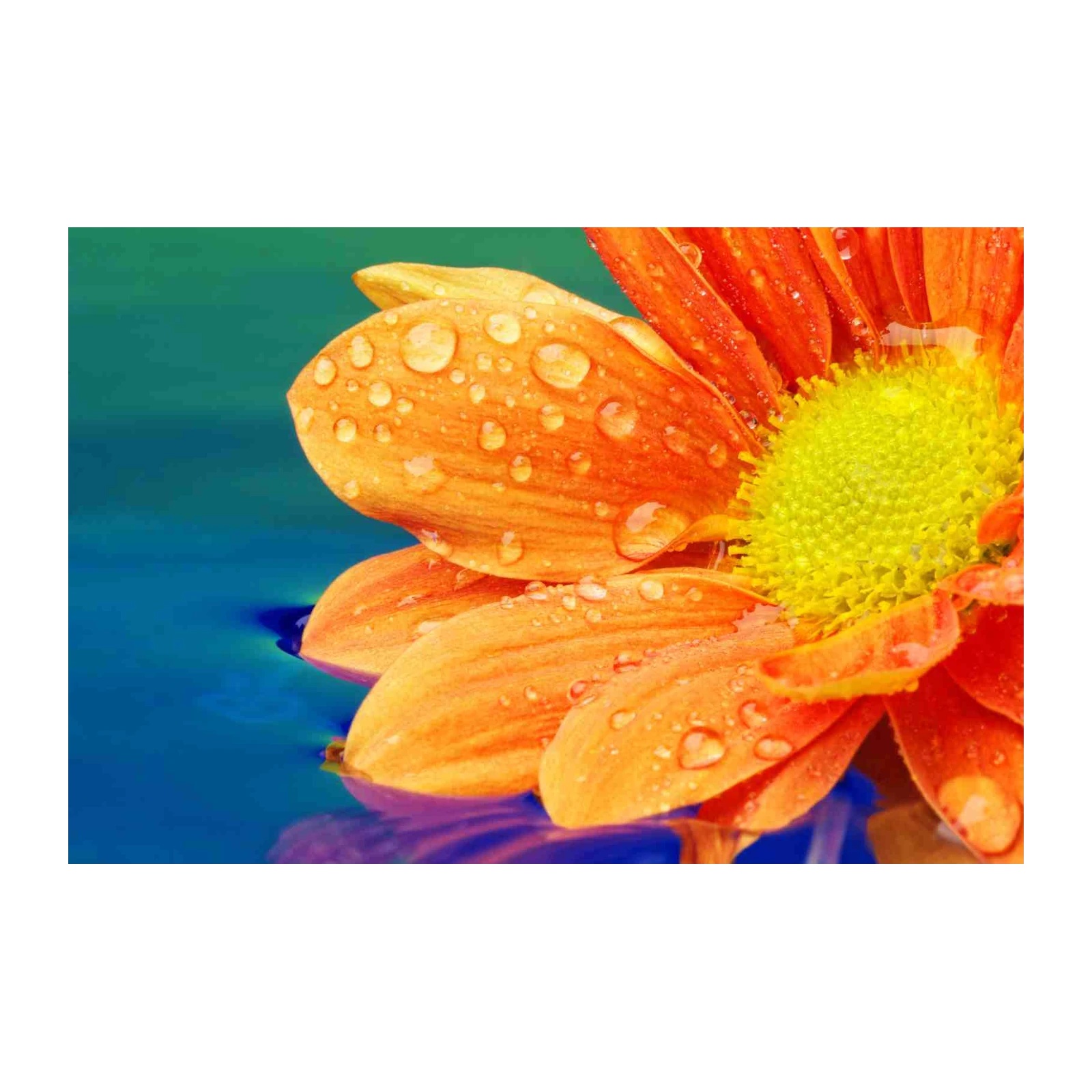Vibrant Orange Flower with Water Droplets Wall Art