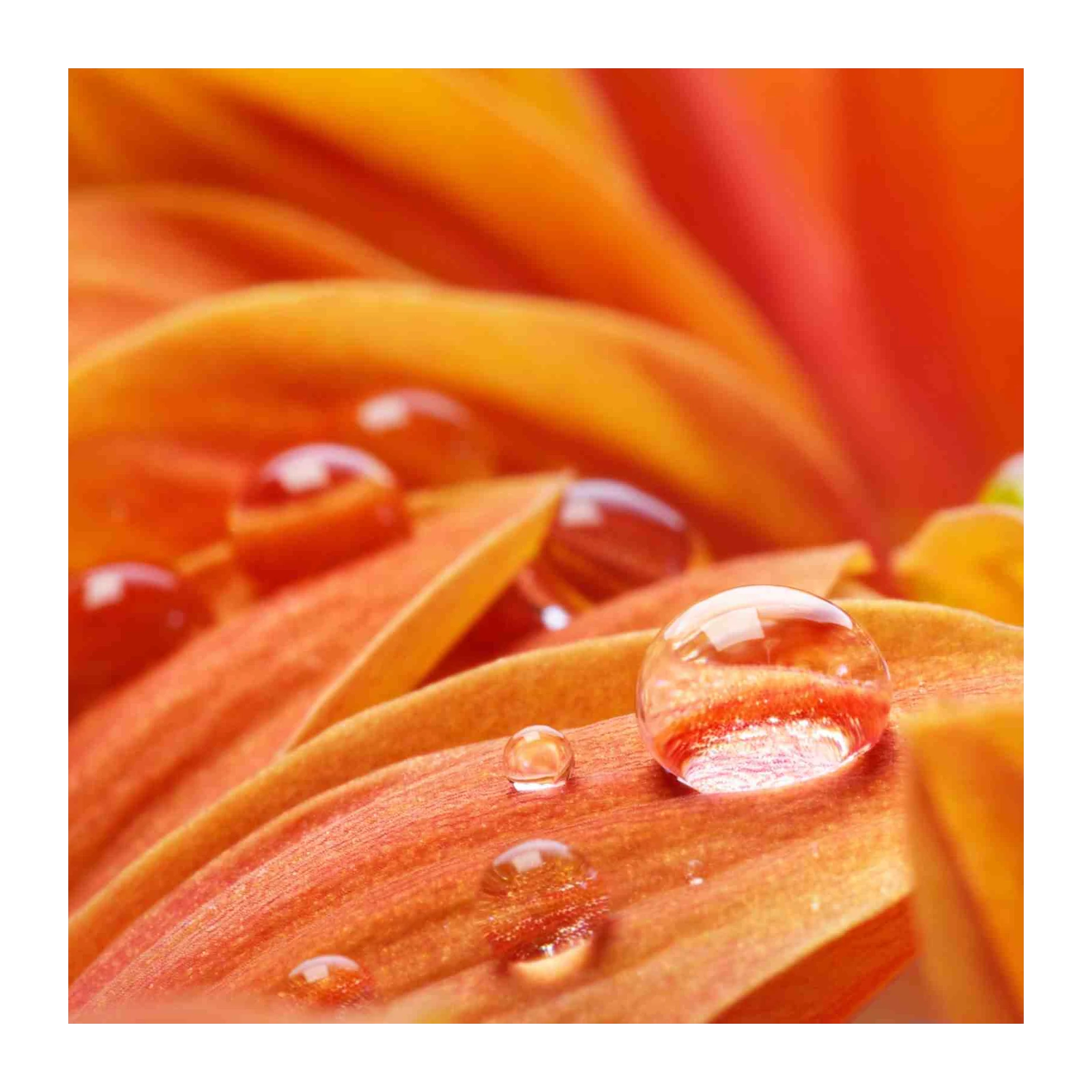Vibrant Water Droplet Flower Wall Art