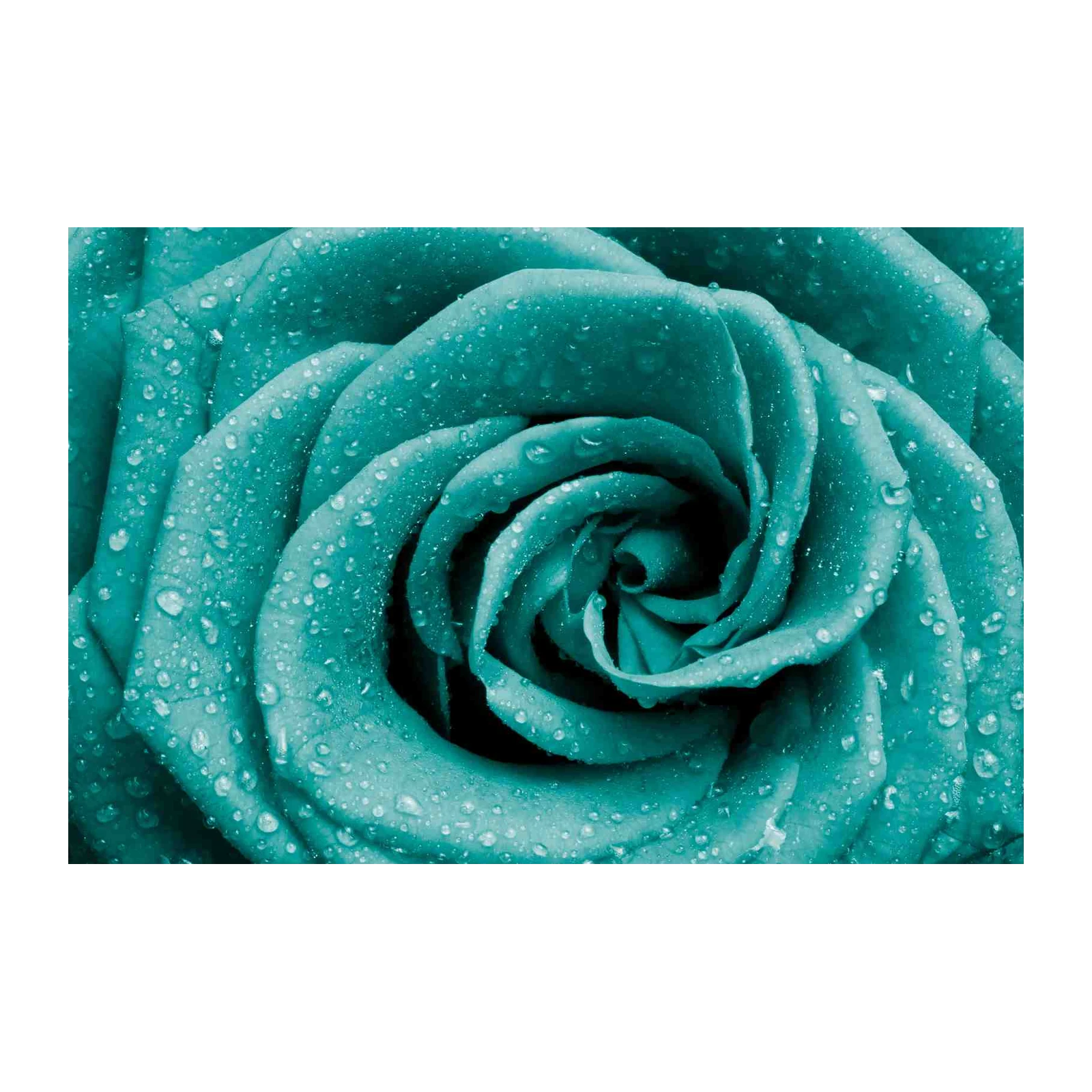 Teal Rose with Dewdrops Wall Art