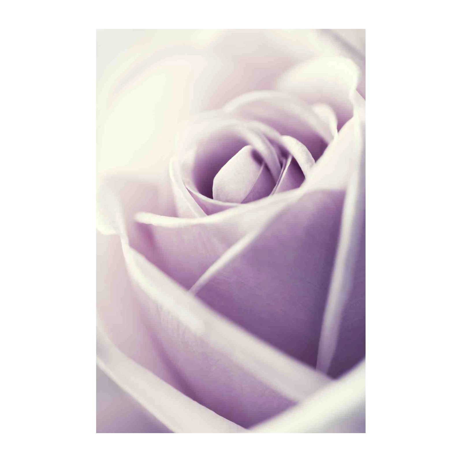Soft Lavender Rose Close-Up Wall Art