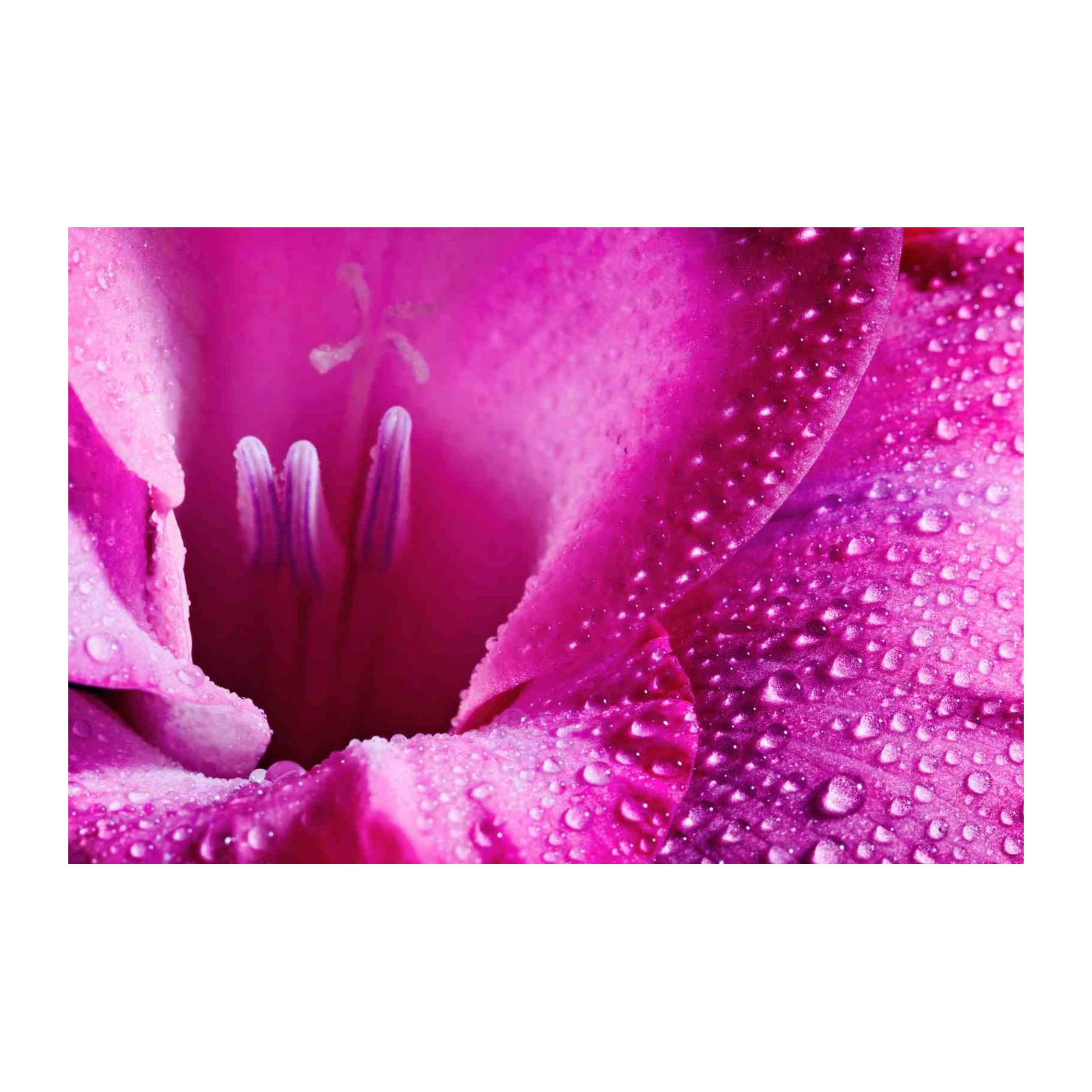 Vibrant Magenta Gladiolus Macro Wall Art