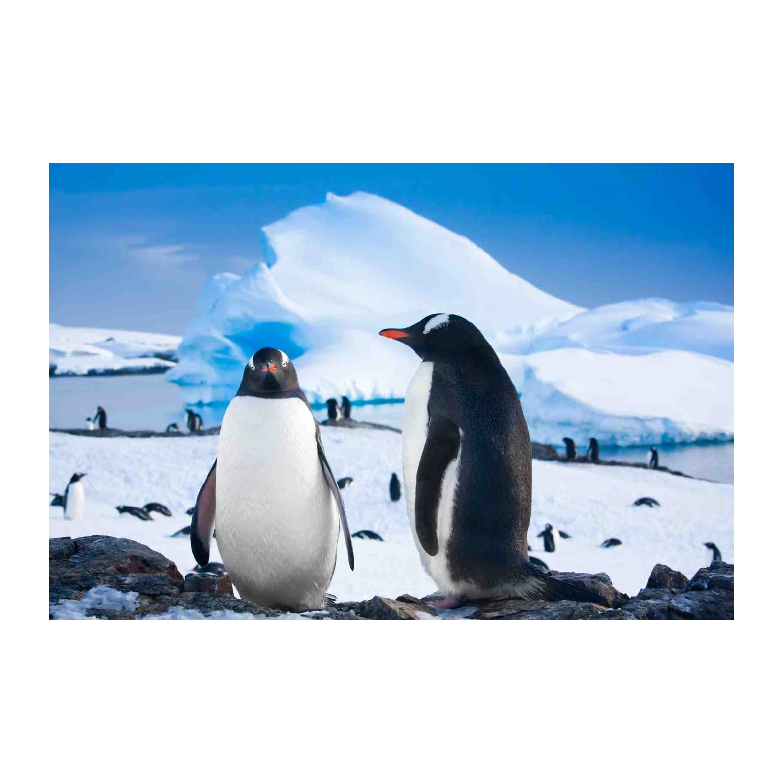 Adorable Penguins in Antarctica Wall Art