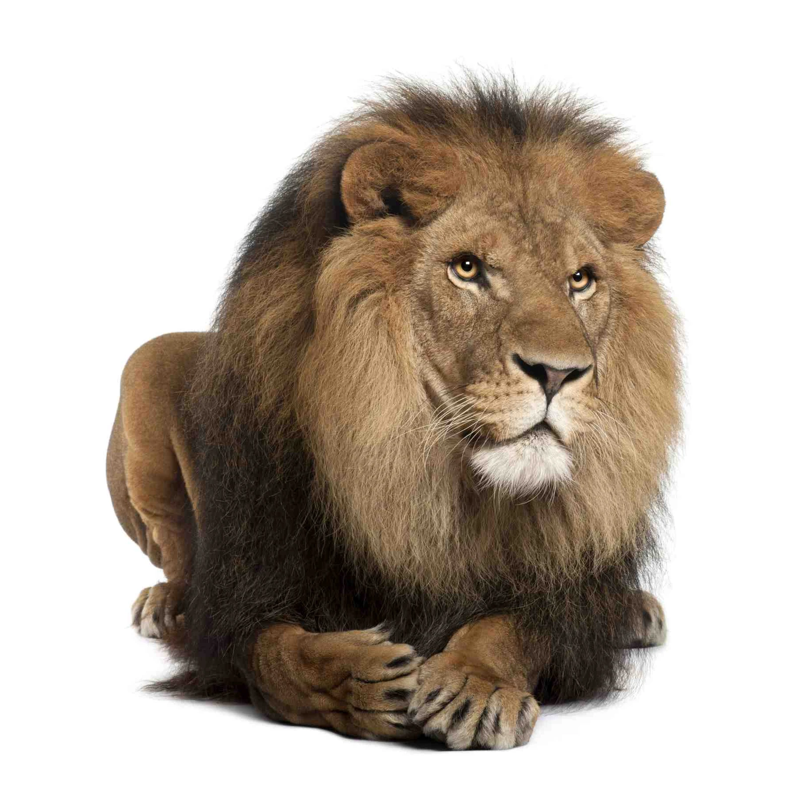 Majestic Lion Portrait Wall Art | Wildlife Art
