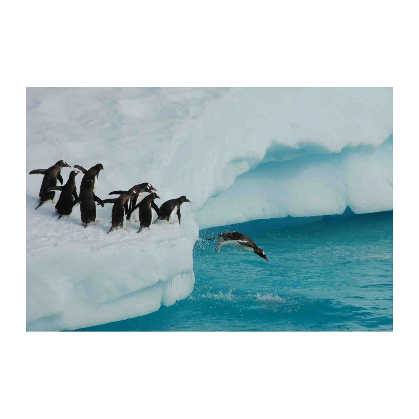 Penguins Taking the Plunge Wall Art