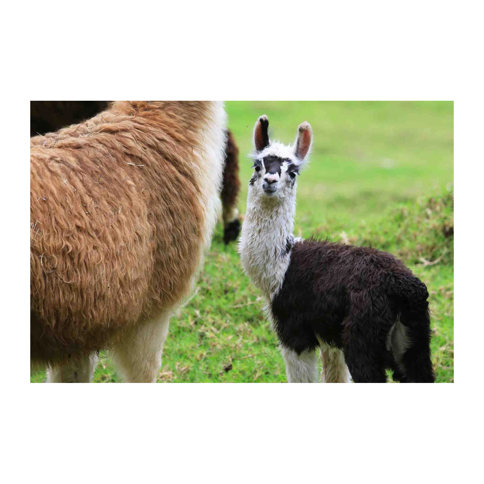 Adorable Baby Llama Farm Animal Wall Art