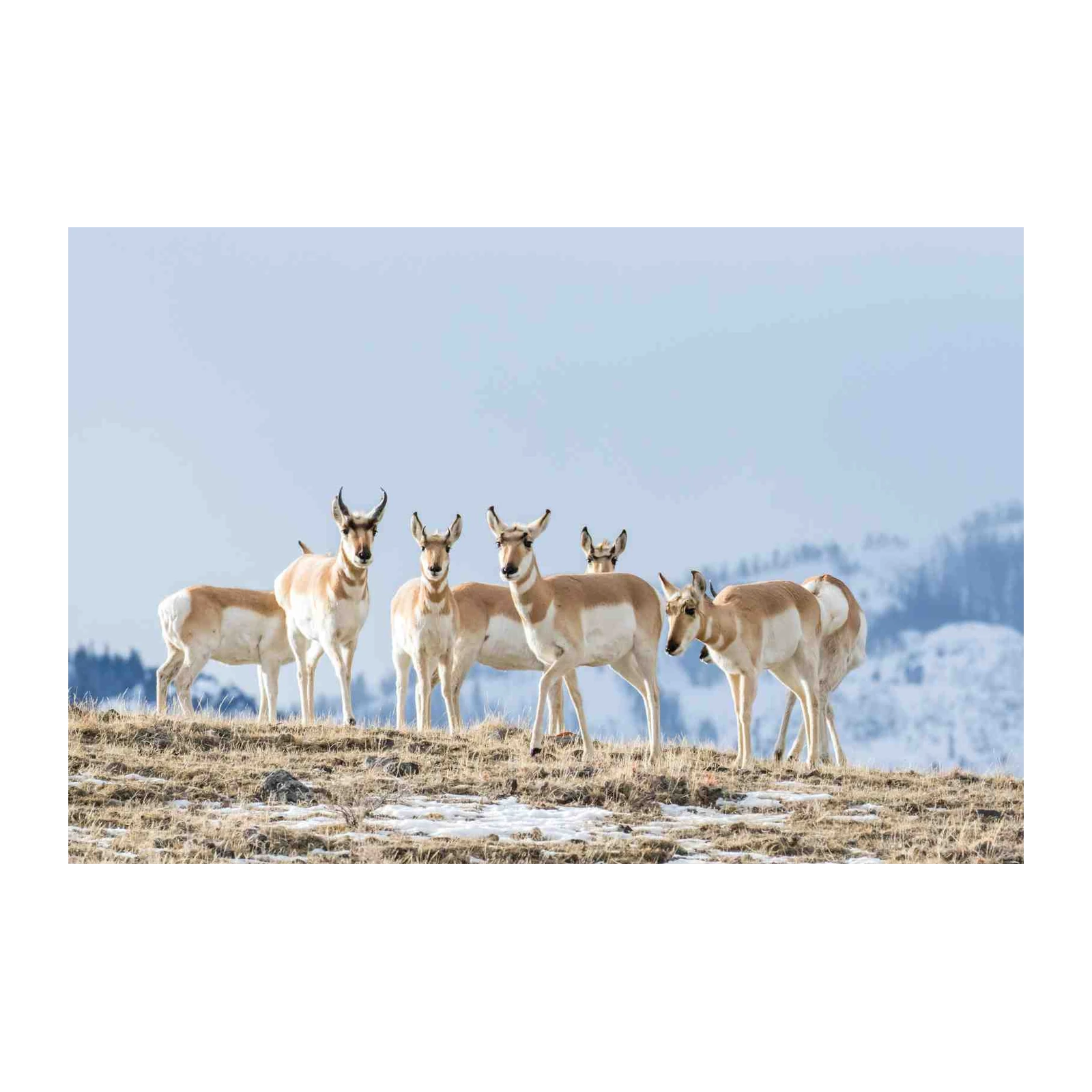 Majestic Pronghorn Herd Wall Art
