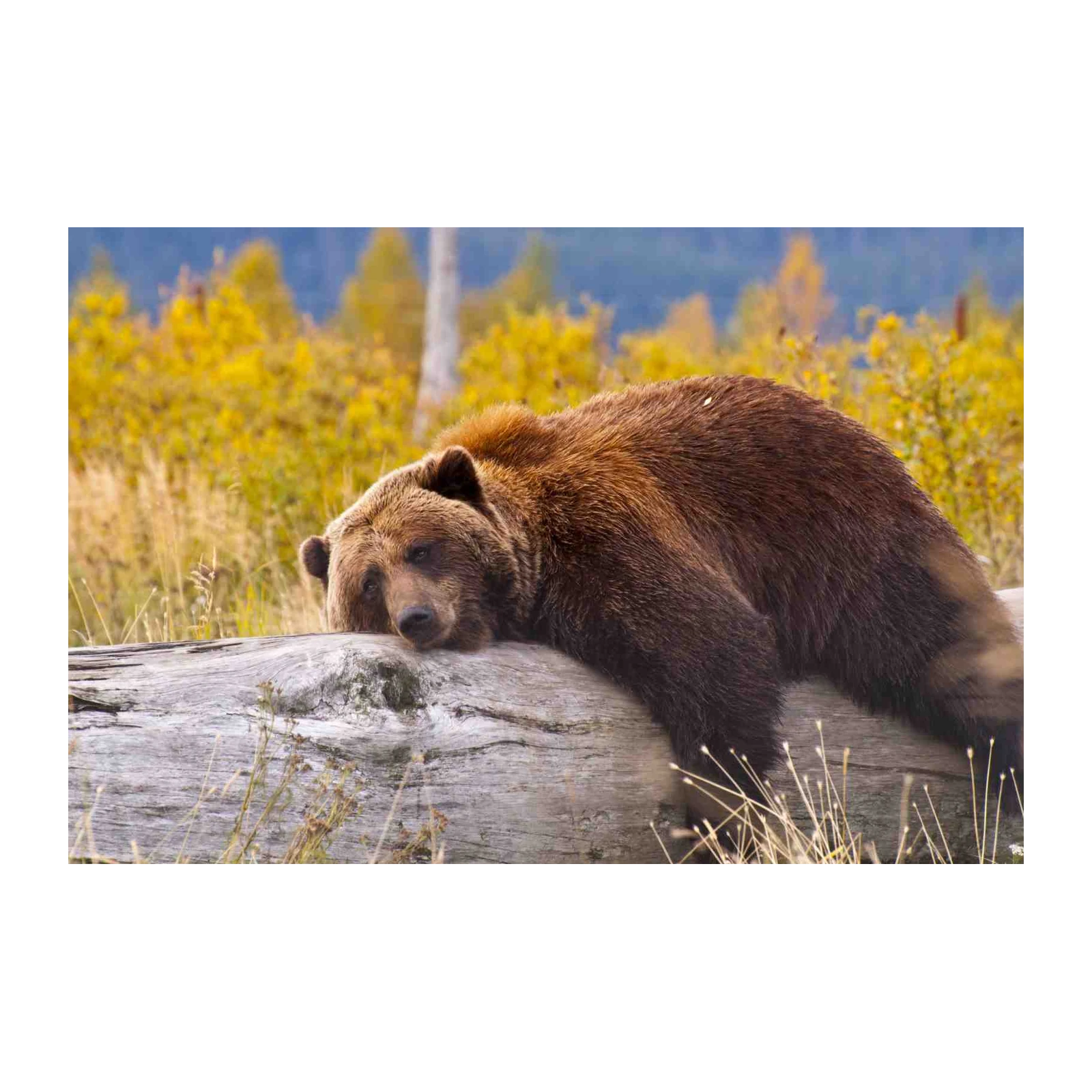 Majestic Grizzly Bear on Log Wall Art