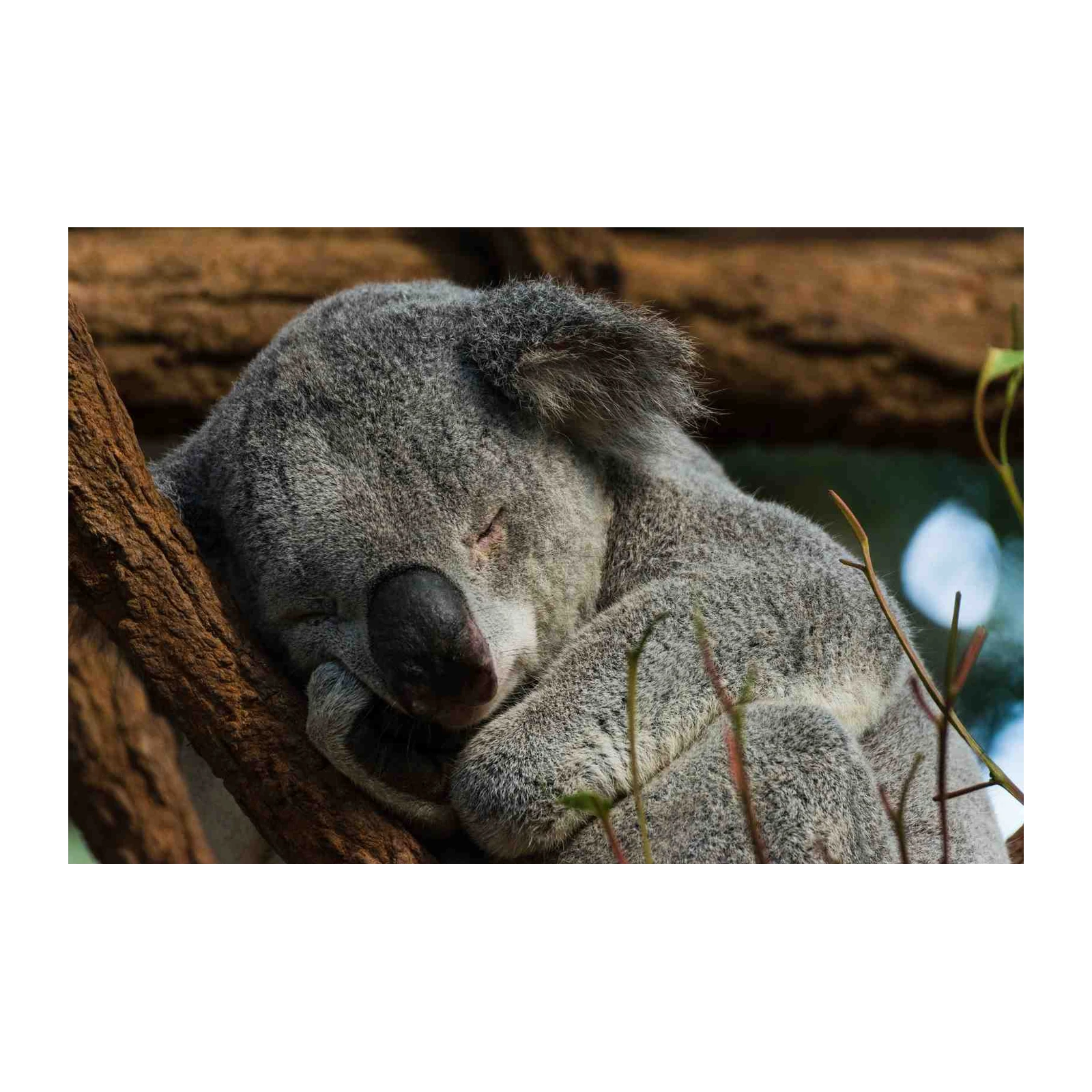 Peaceful Koala Sleeping on Tree Wall Art
