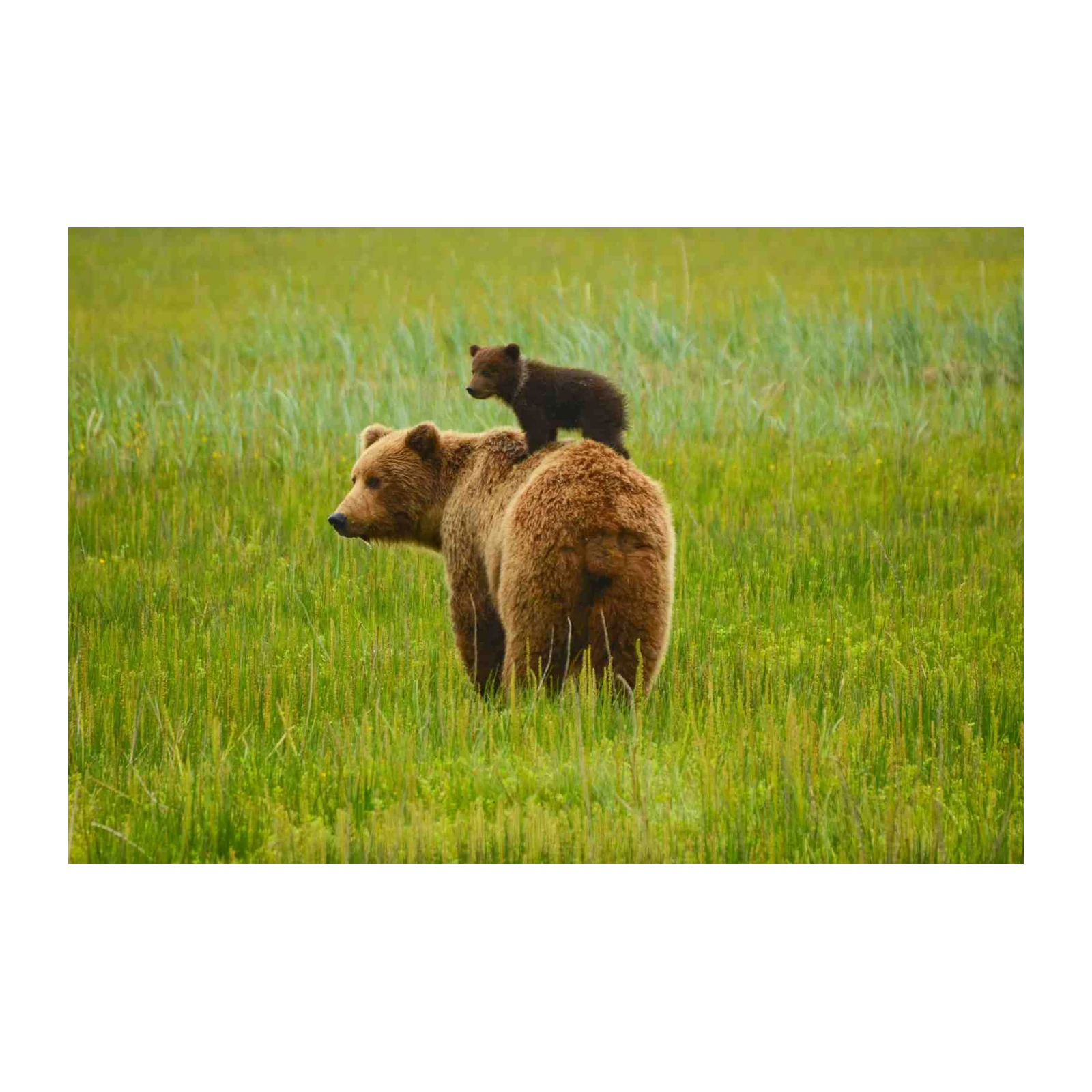 Mama Bear & Cub Meadow Serenity Wall Art