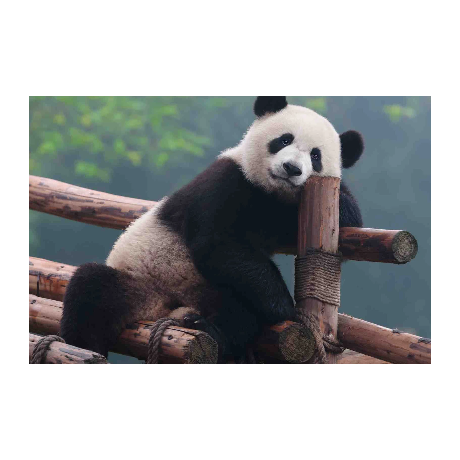 Gentle Panda Portrait Wall Art - Wildlife Decor