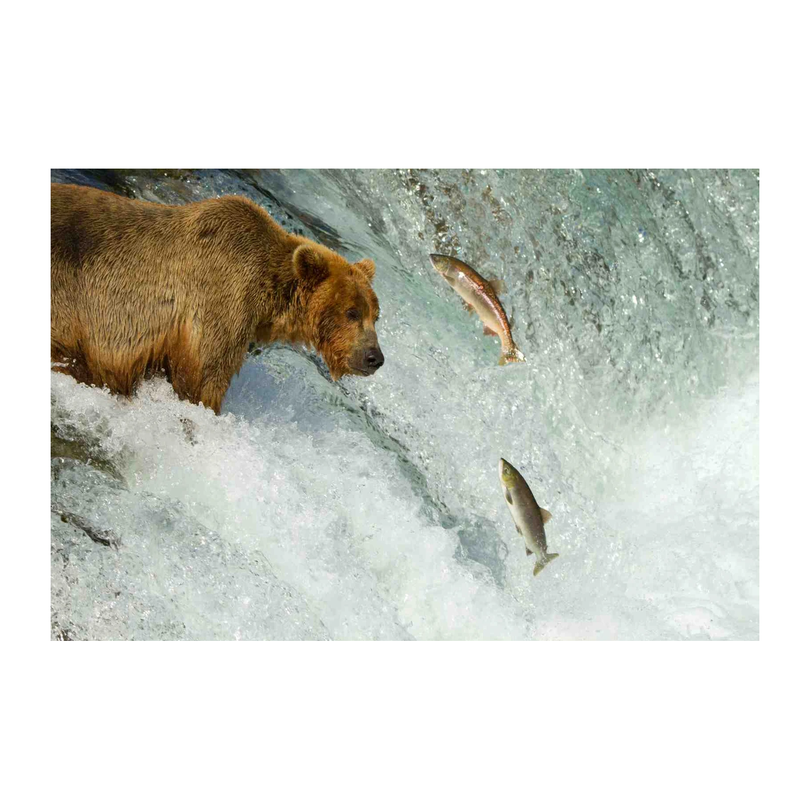 Majestic Bear Hunting Salmon Wall Art