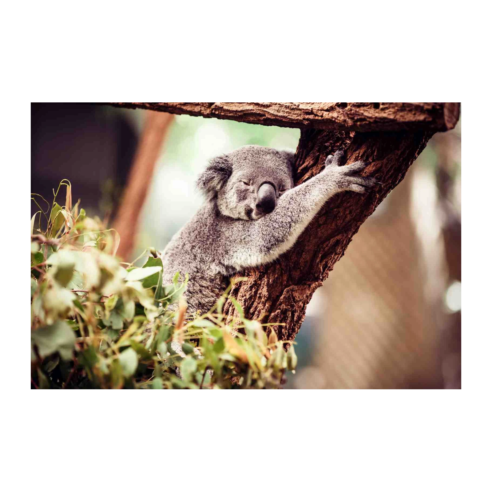 Peaceful Koala Hugging Tree Wall Art