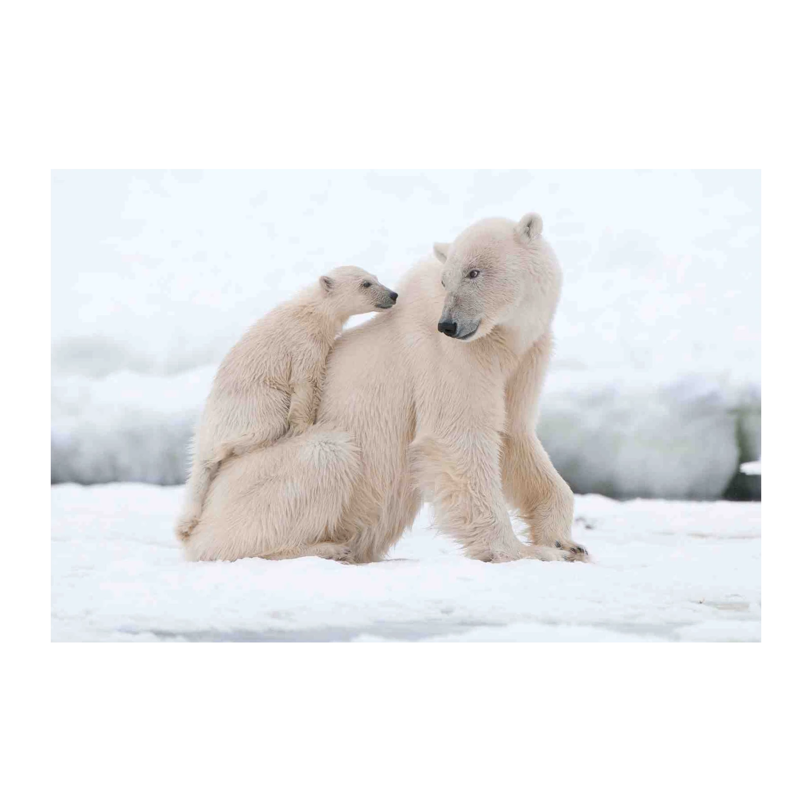 Polar Bear Cub & Mother Arctic Wall Art