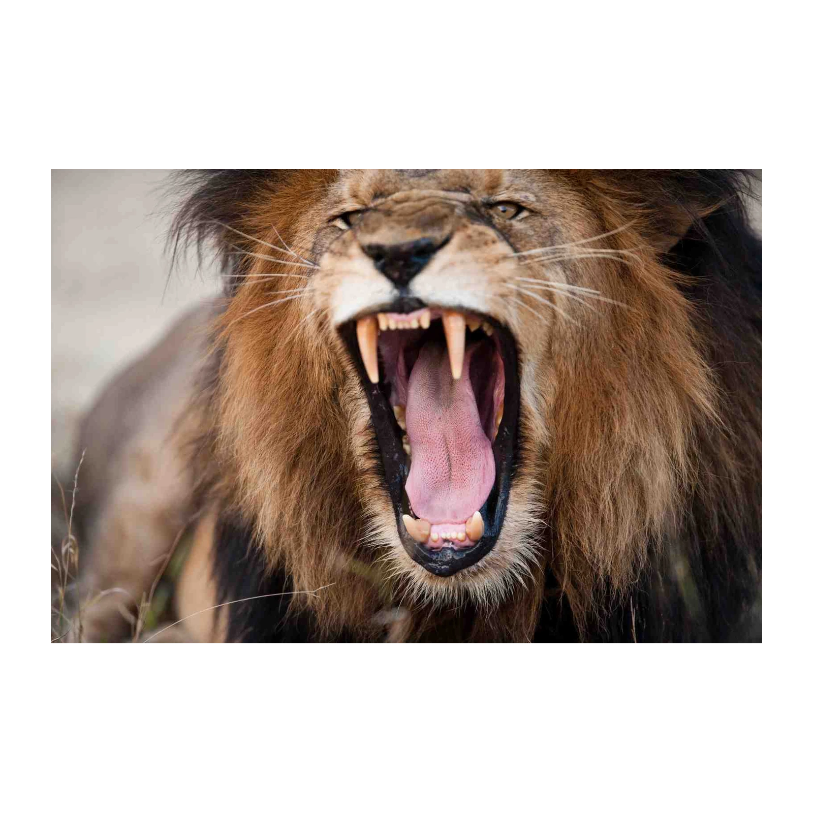 Roaring Lion King of the Jungle Wall Art