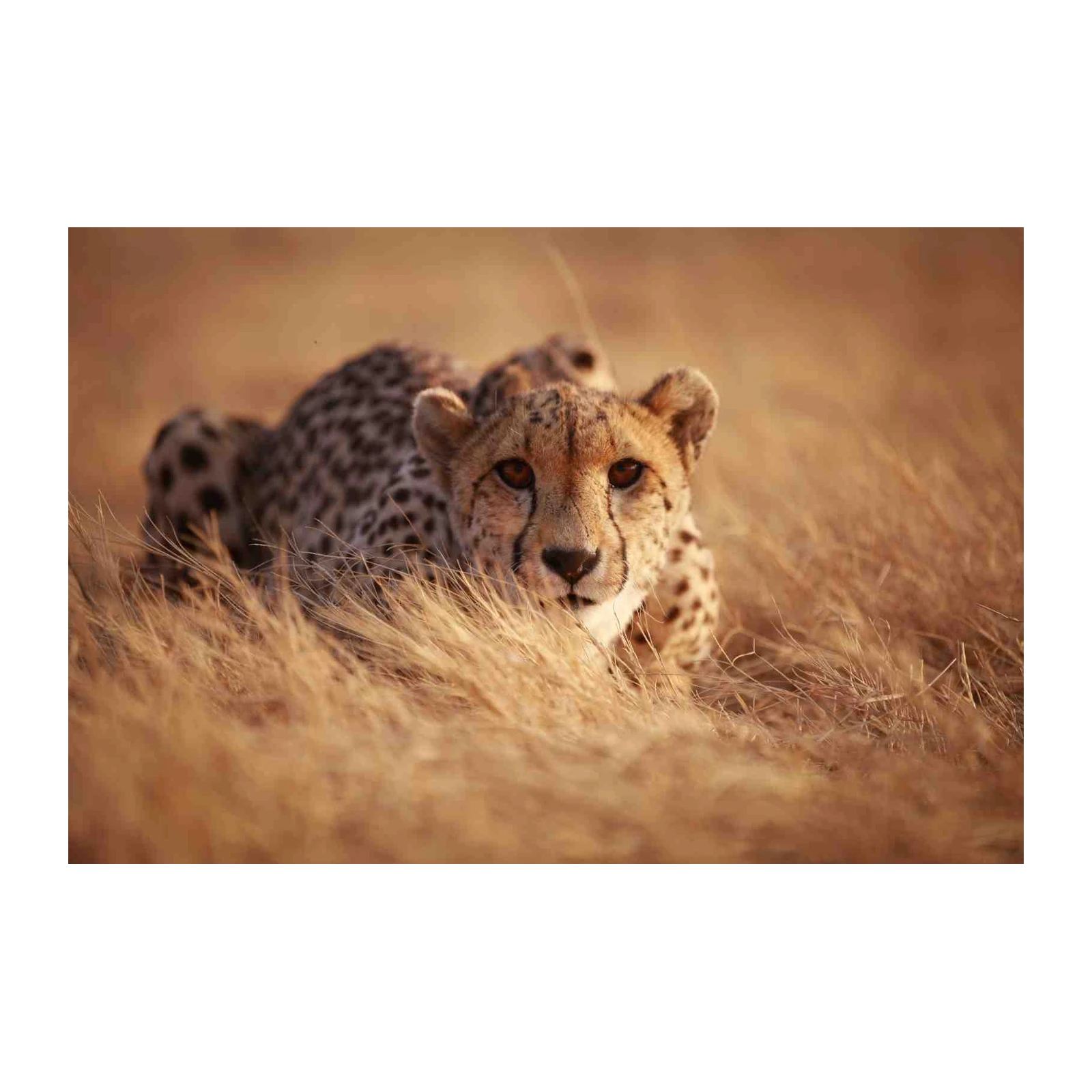 Majestic Cheetah in Golden Grass Wall Art
