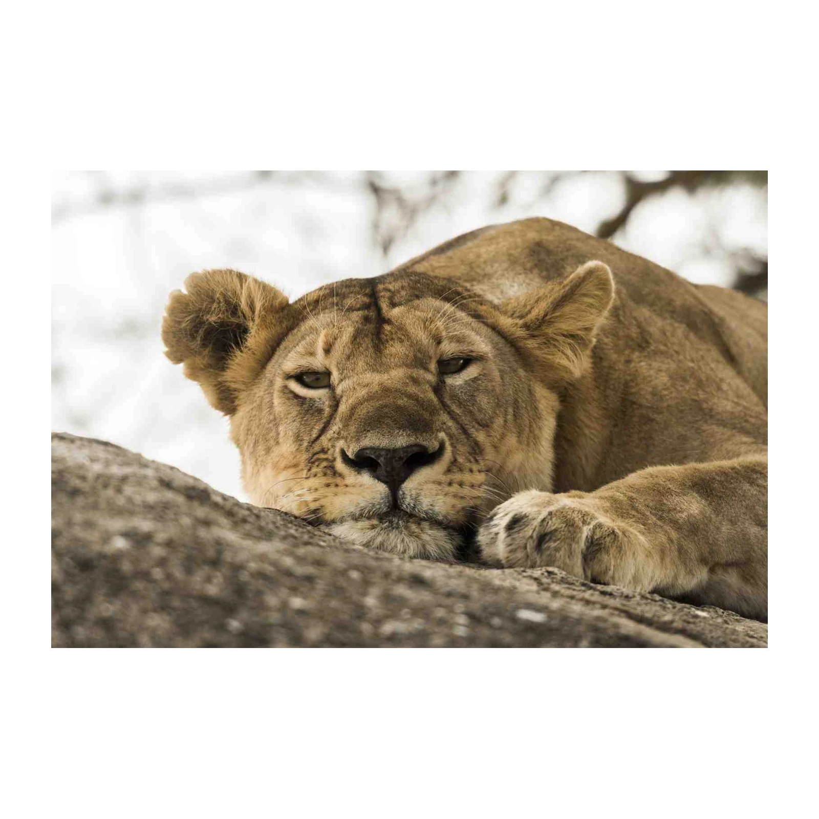 Majestic Lioness Portrait Wall Art