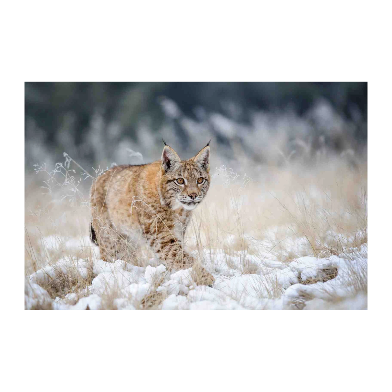 Majestic Lynx in Snow Wall Art