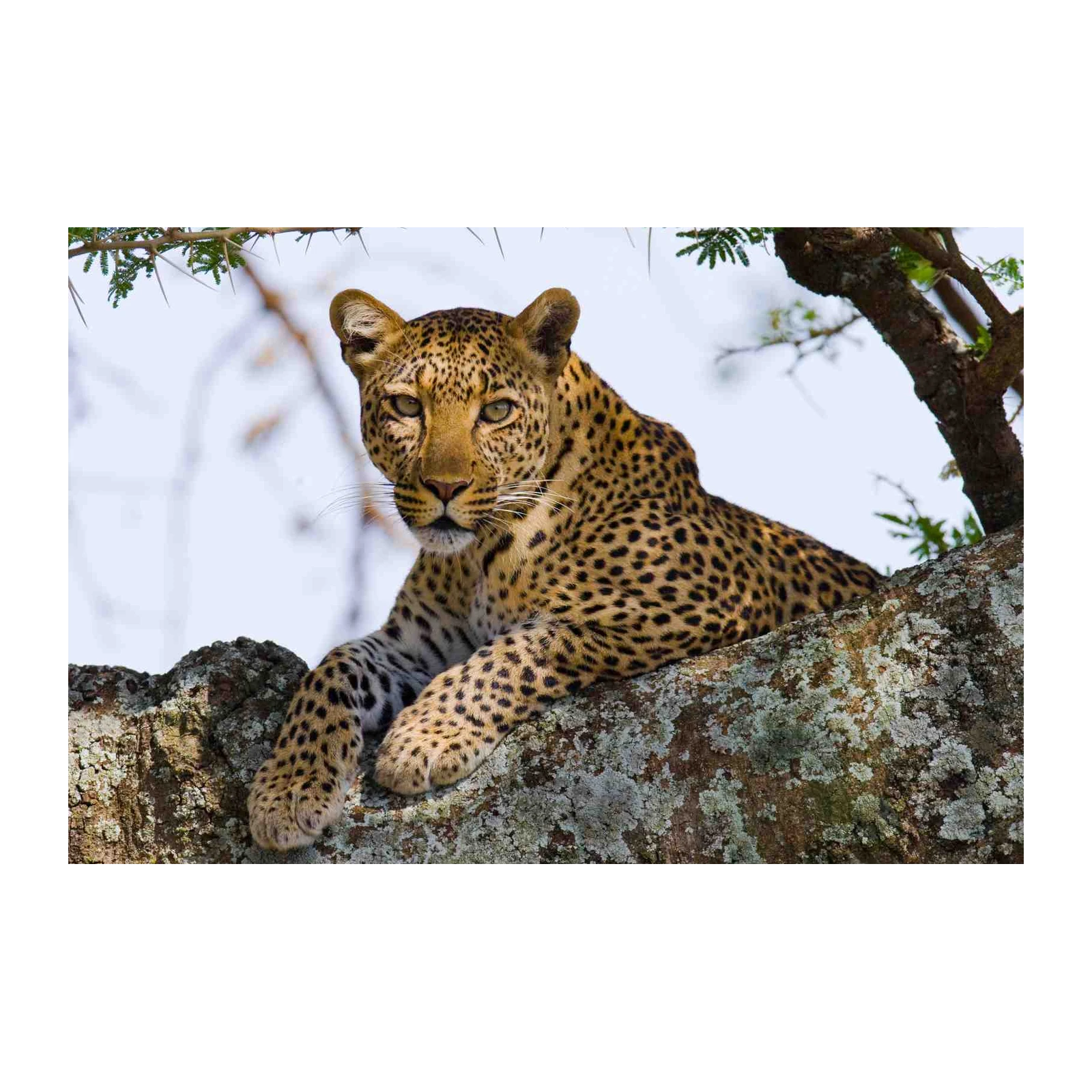 Majestic Leopard in Tree Wall Art