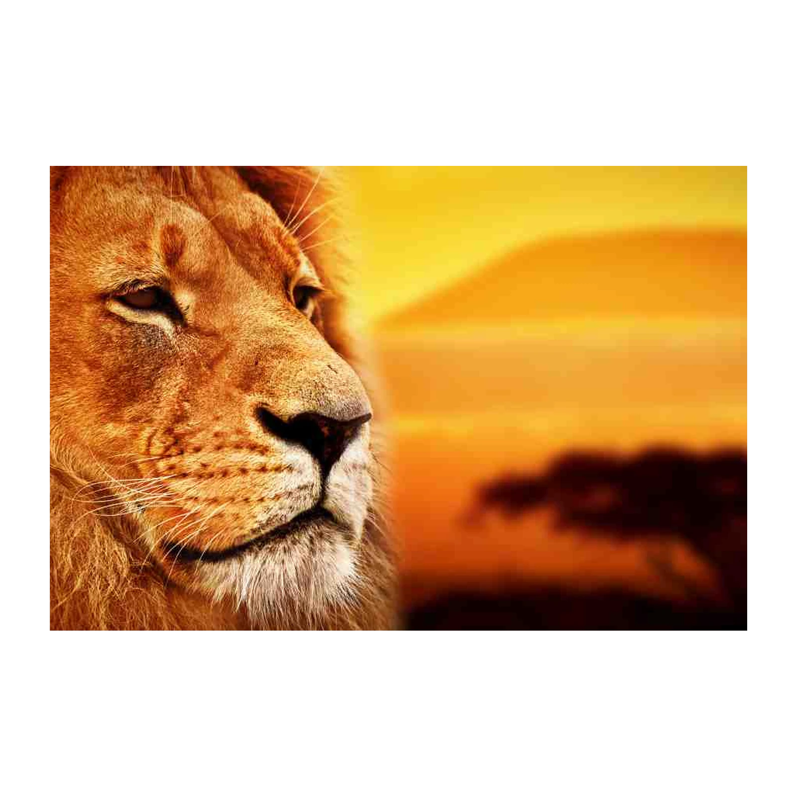 Majestic Lion Safari Sunset Wall Art