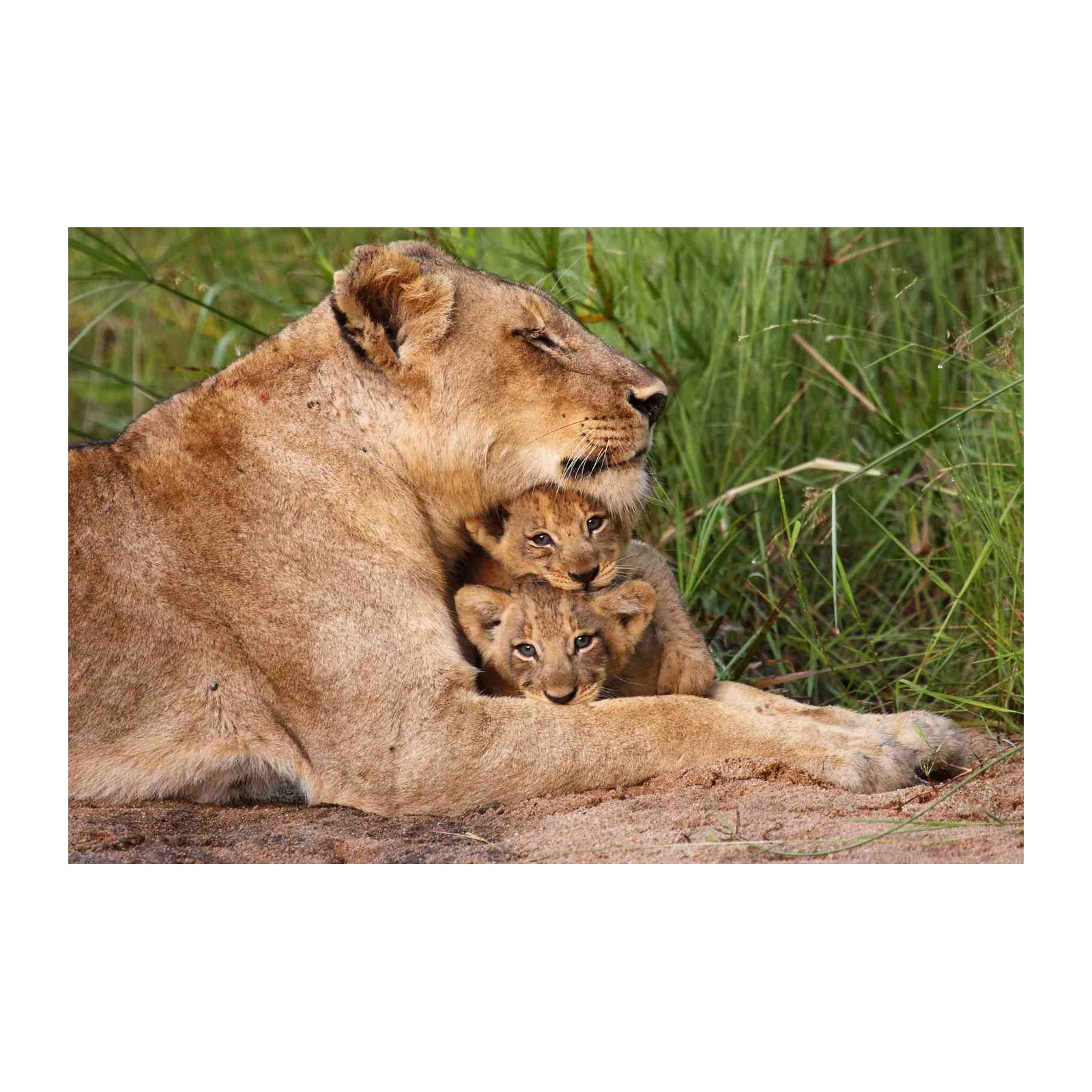 Majestic Lioness & Cubs Serene Moment Wall Art