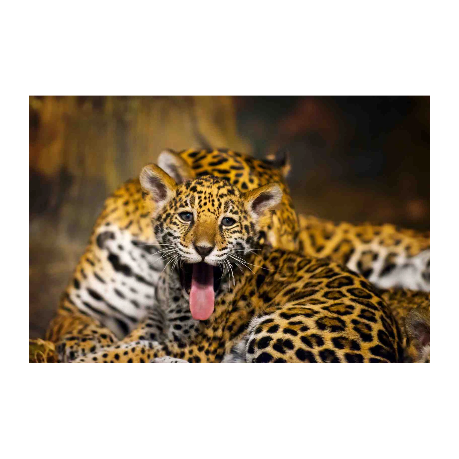 Adorable Jaguar Cub Yawning Wall Art