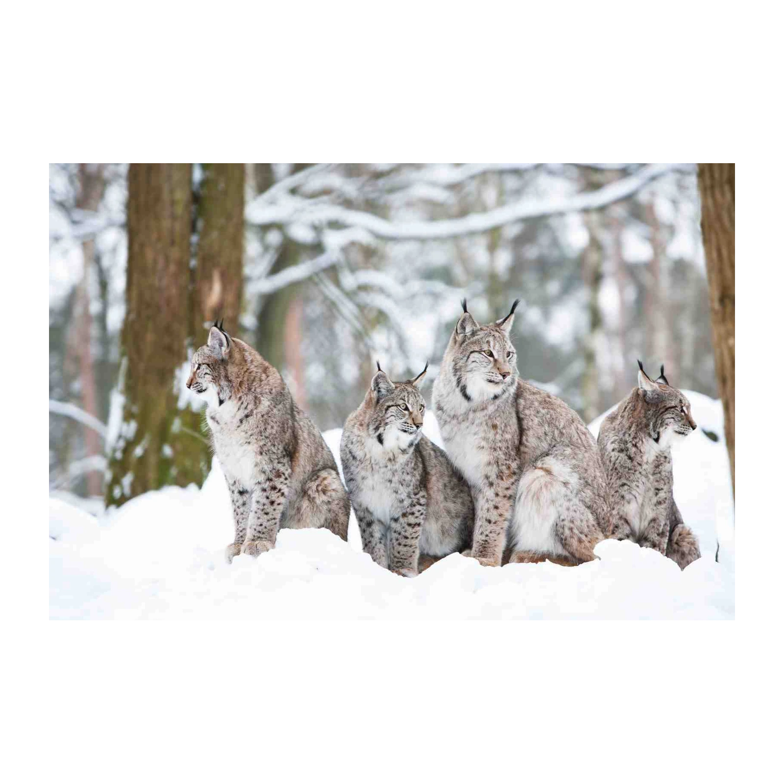 Majestic Lynx Family in Snow Wall Art