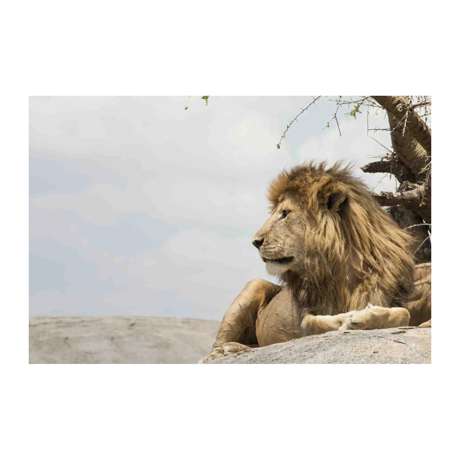 Majestic Lion King Safari Wall Art