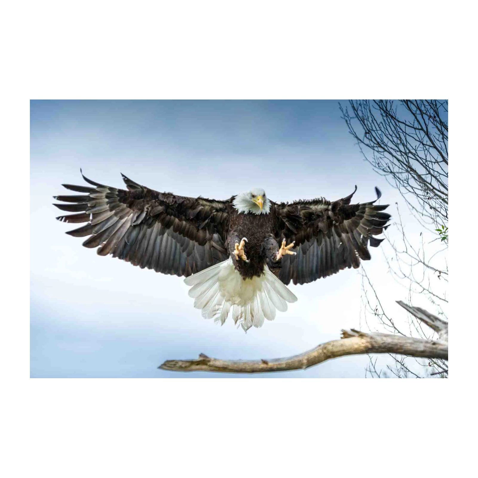 Majestic Eagle Soaring Wall Art Wall Art
