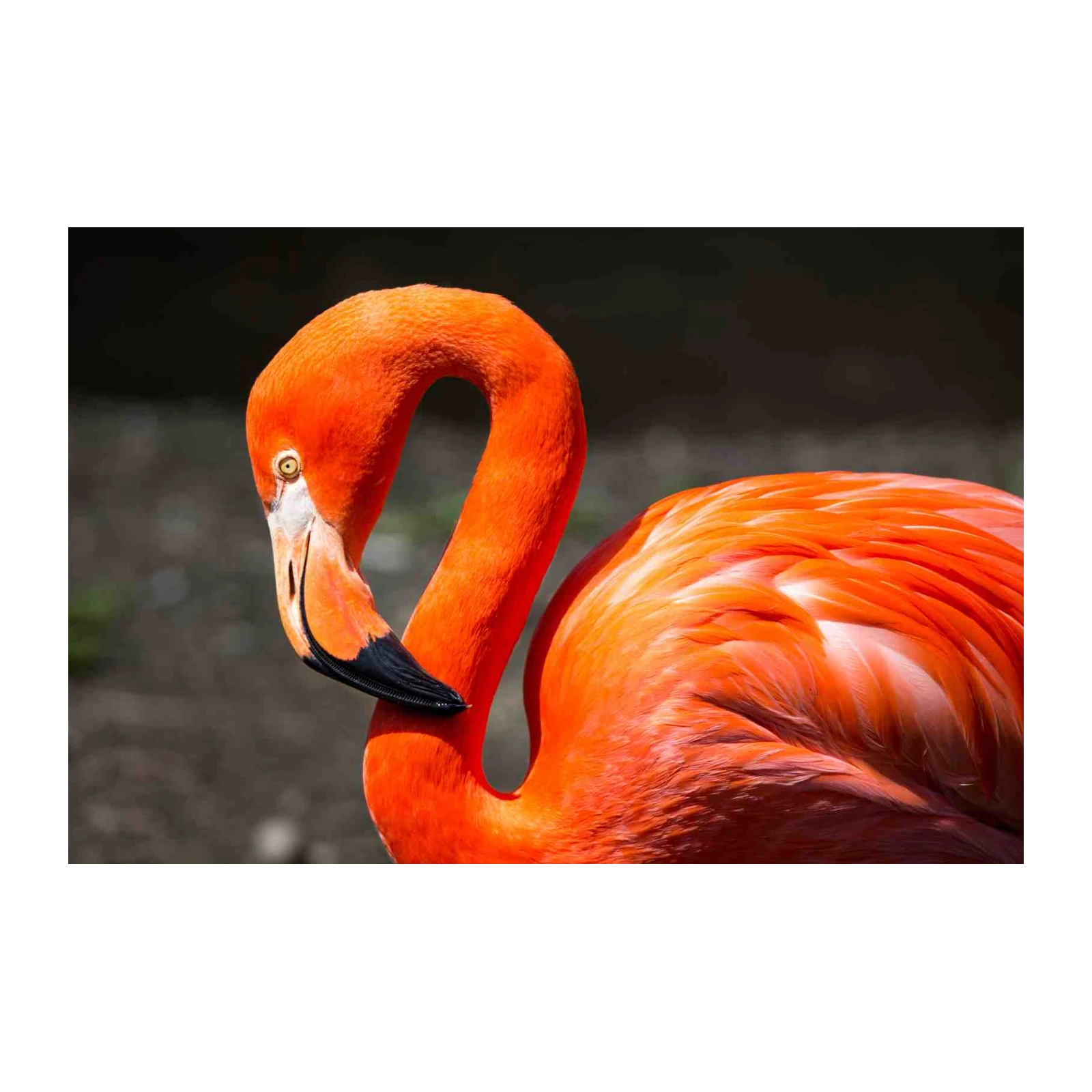Vibrant Flamingo Close-Up Wall Art