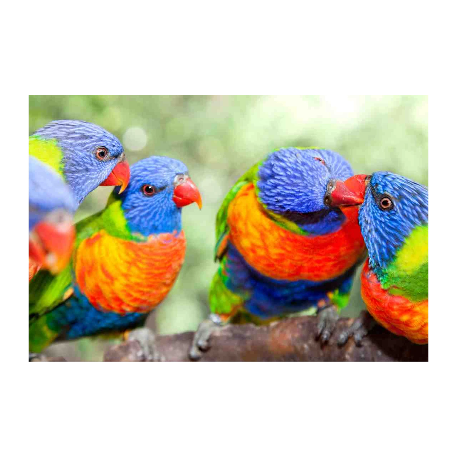 Rainbow Lorikeet Flock Vivid Colors Wall Art