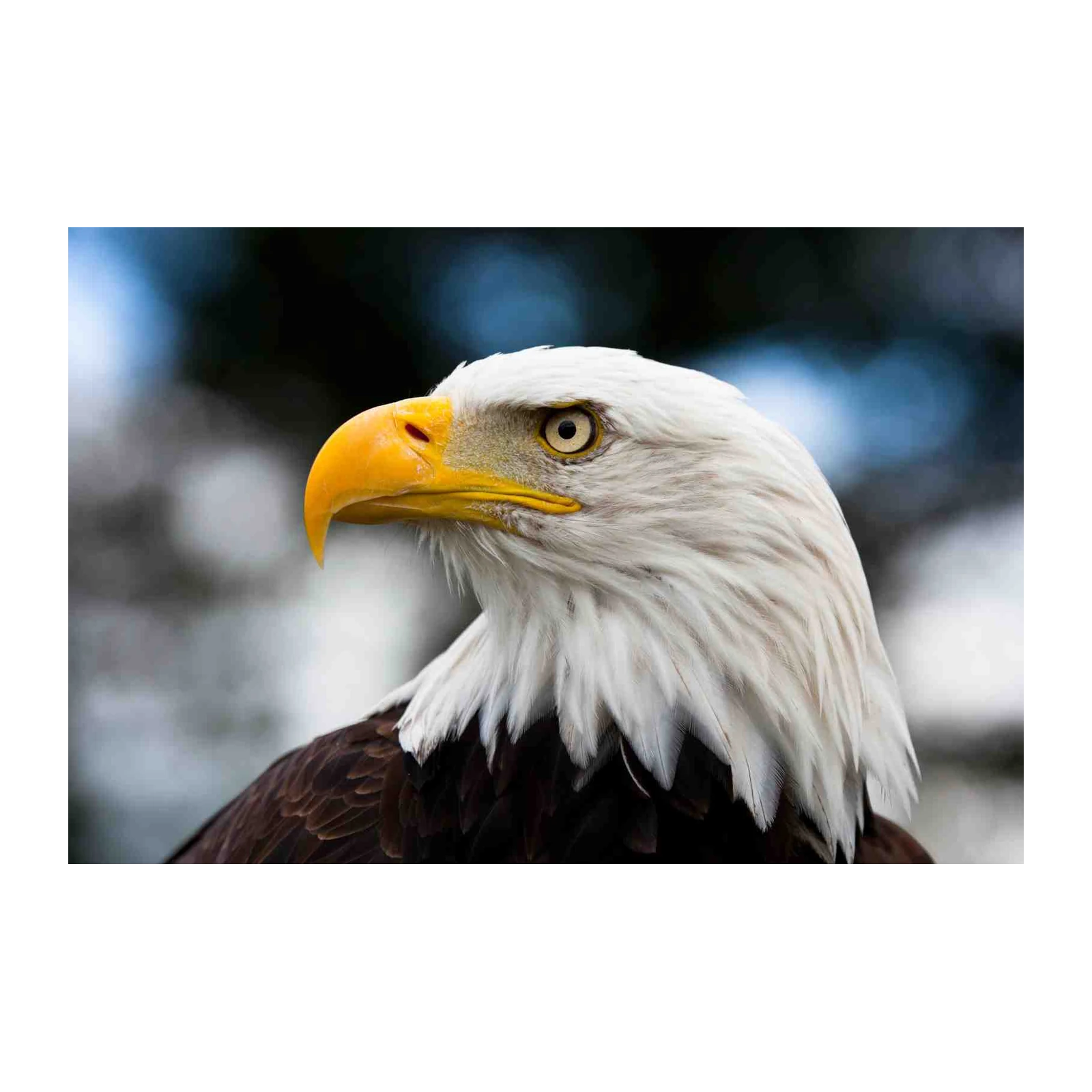 Majestic Bald Eagle Portrait Wall Art
