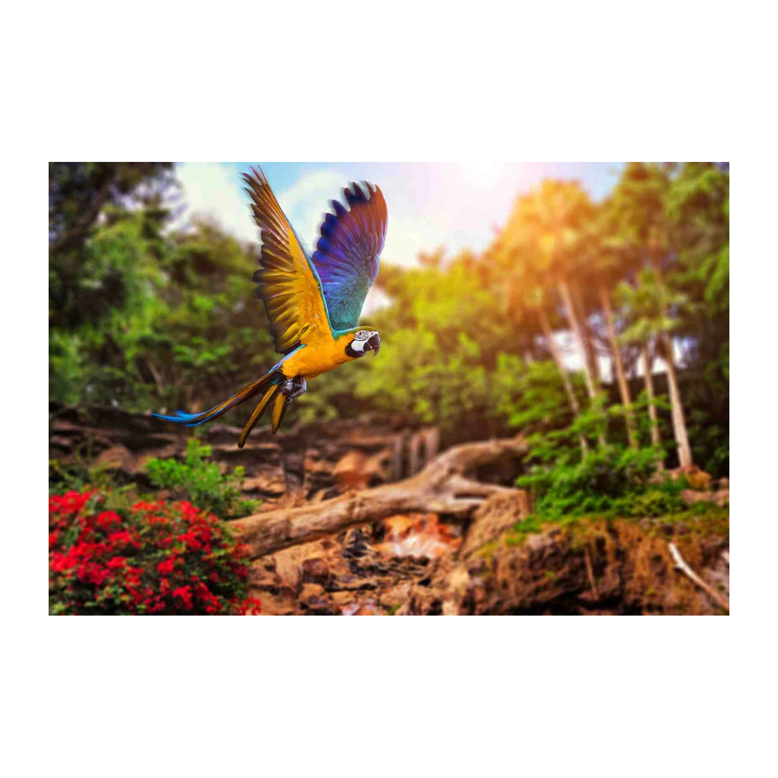 Vibrant Macaw Flight Wall Art