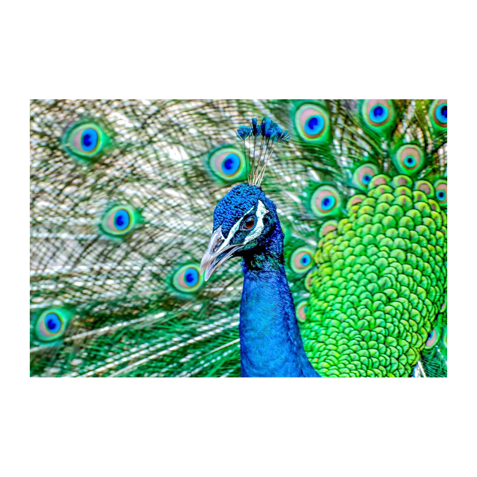Majestic Peacock Eye Close-up Wall Art