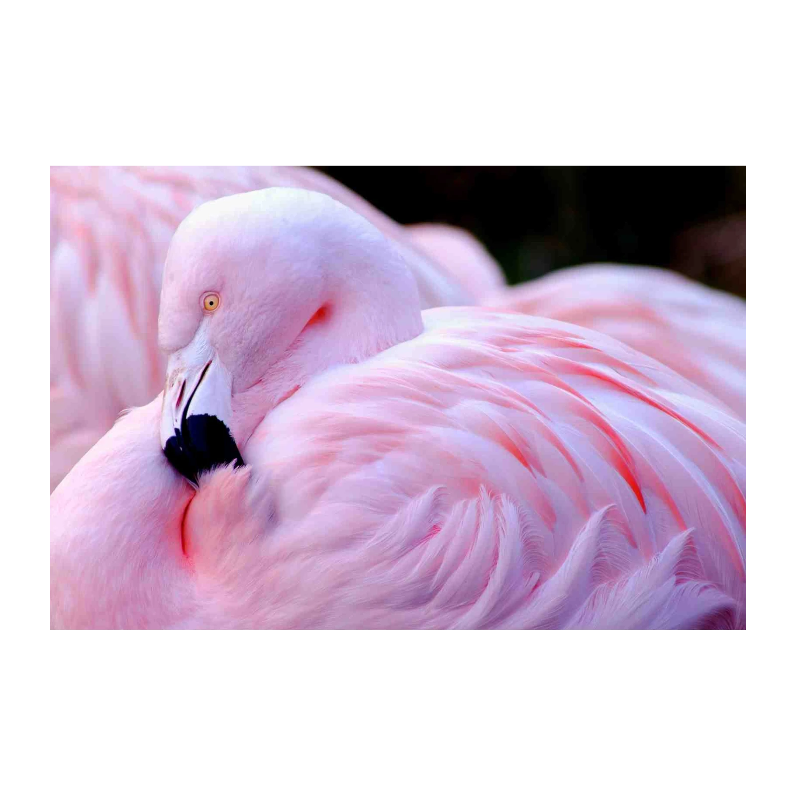 Serene Pink Flamingo Feather Detail Wall Art