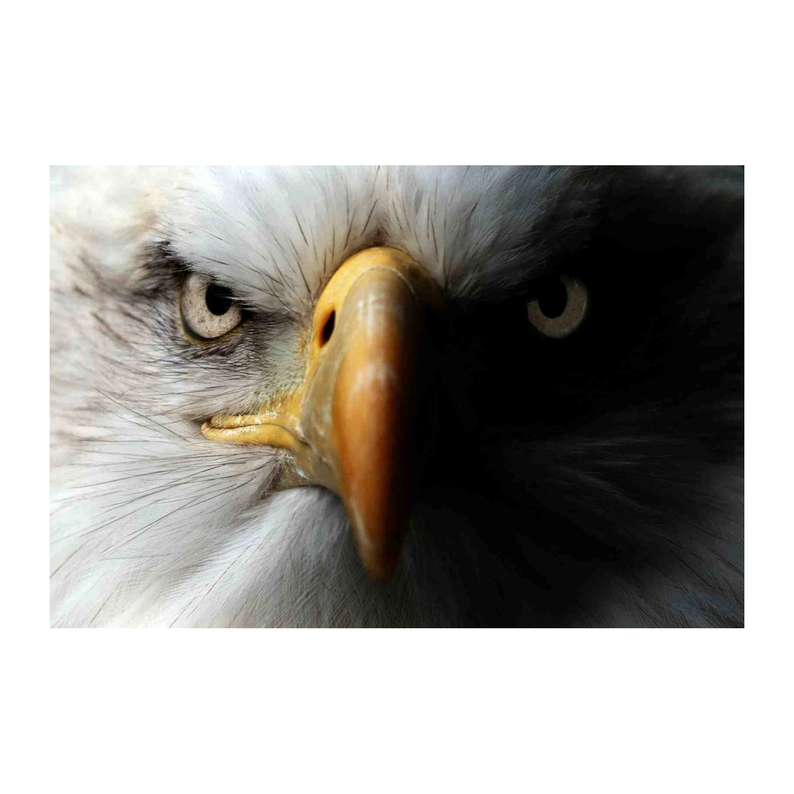Majestic Eagle Close-Up Wall Art | Wildlife Art