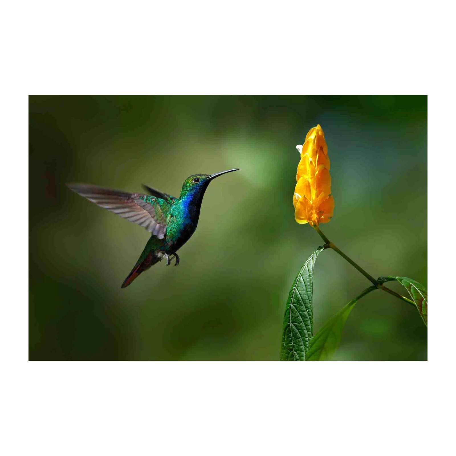 Vibrant Hummingbird & Yellow Flower Wall Art