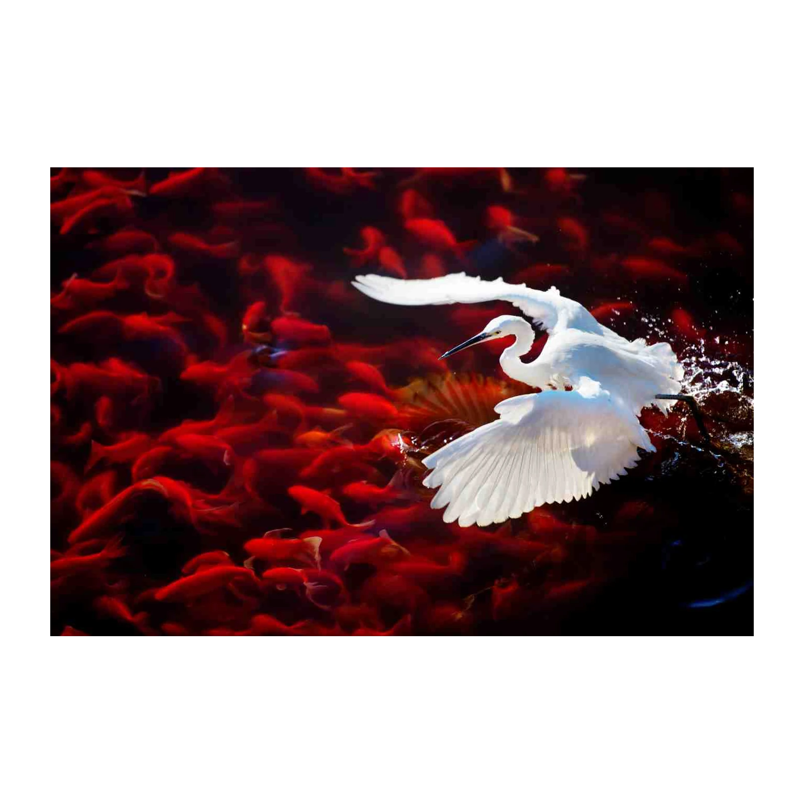 Graceful Egret & Koi Pond Wall Art - Serene Nature Art
