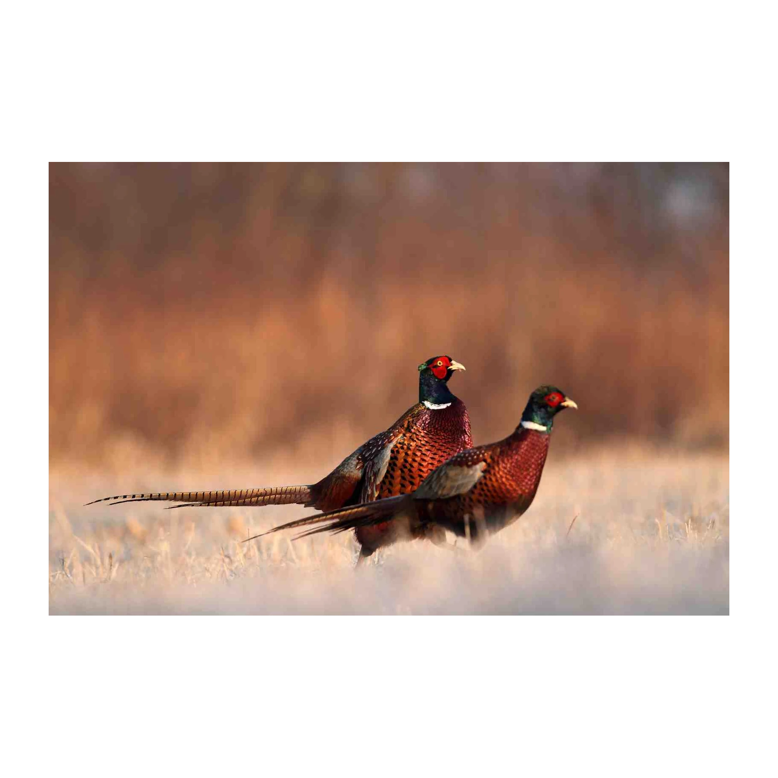 Majestic Pheasants in Golden Fields Wall Art