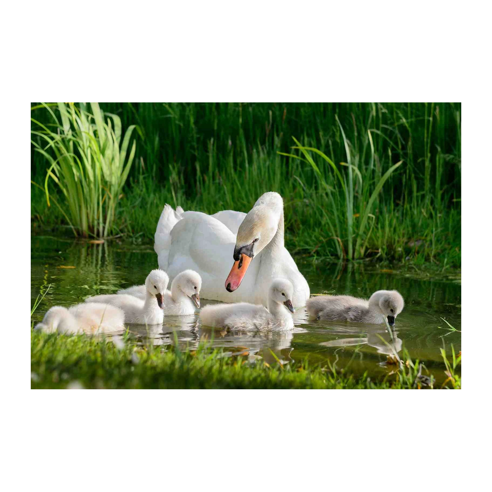 Graceful Swan Family Nature Wall Art