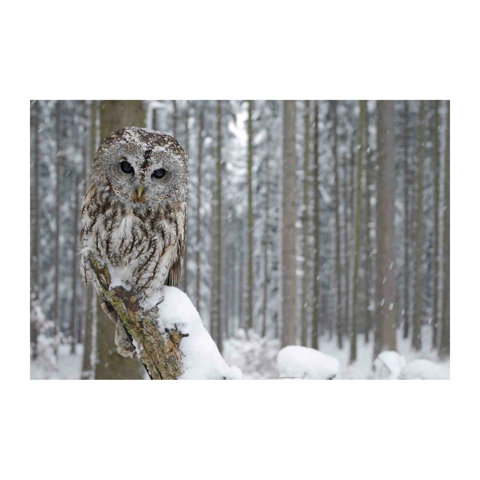 Snowy Forest Owl Wisdom Wall Art