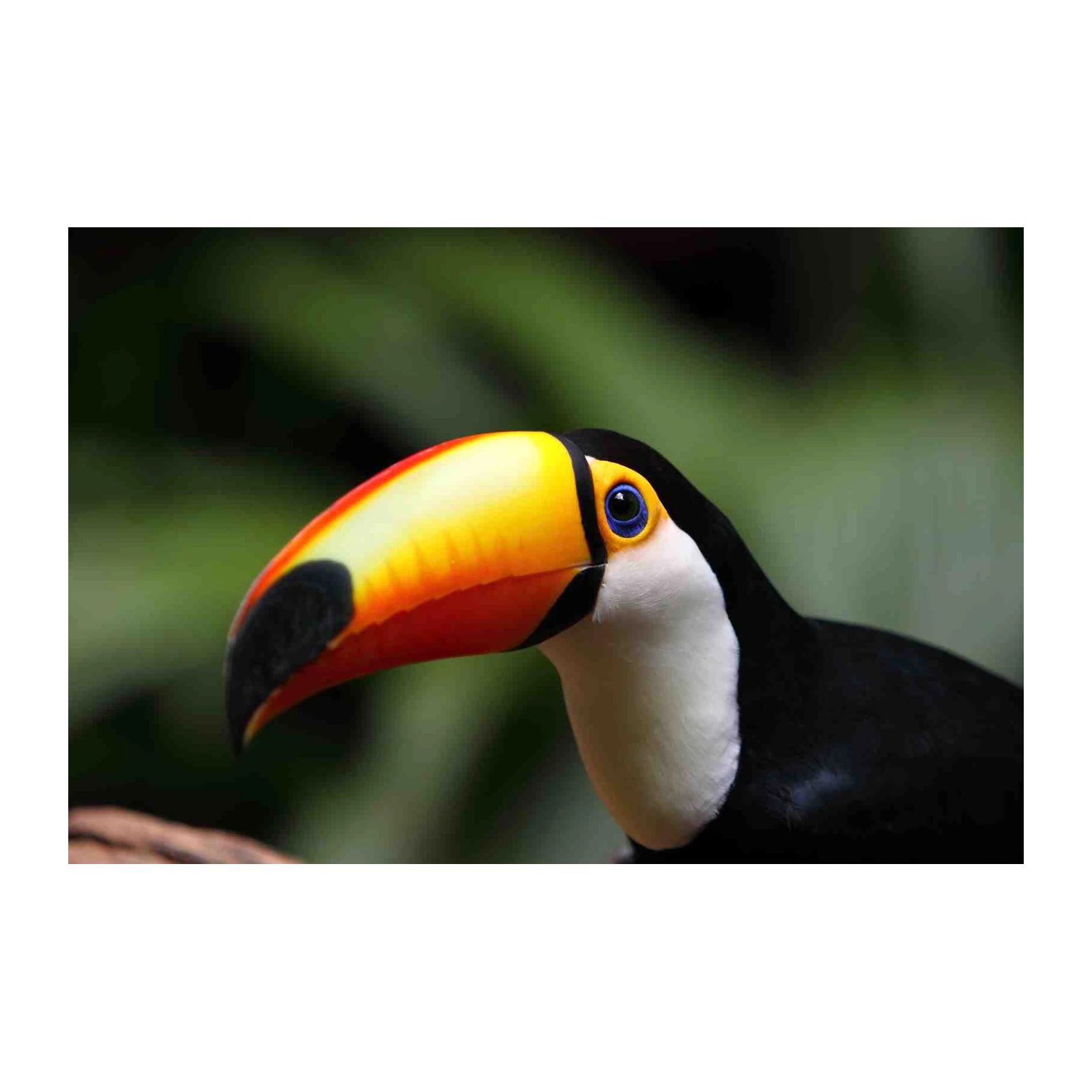 Vibrant Toucan Tropical Nature Wall Art
