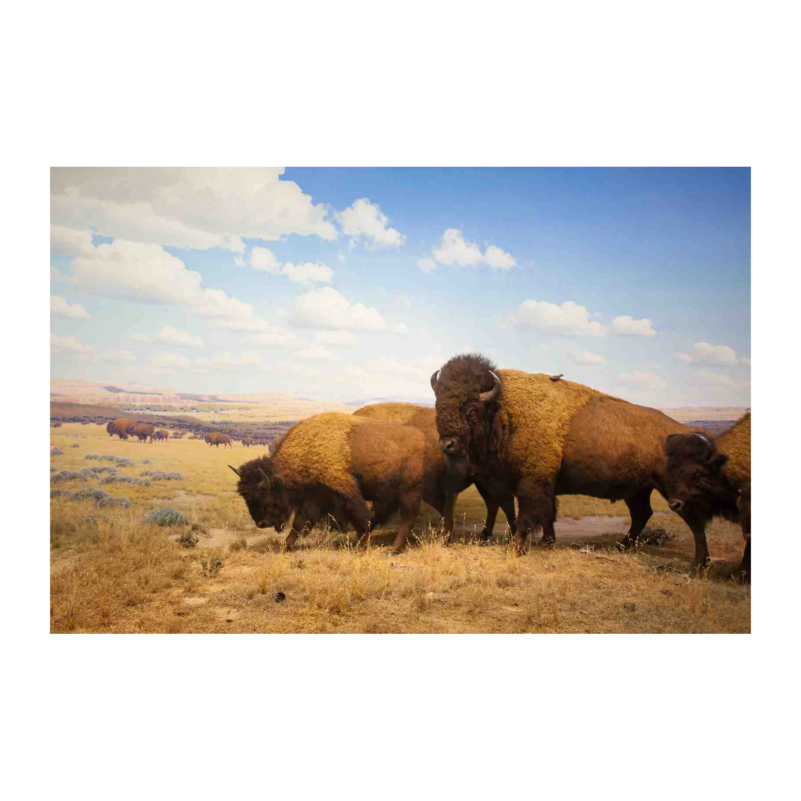 Majestic Bison Herd Plains Wall Art