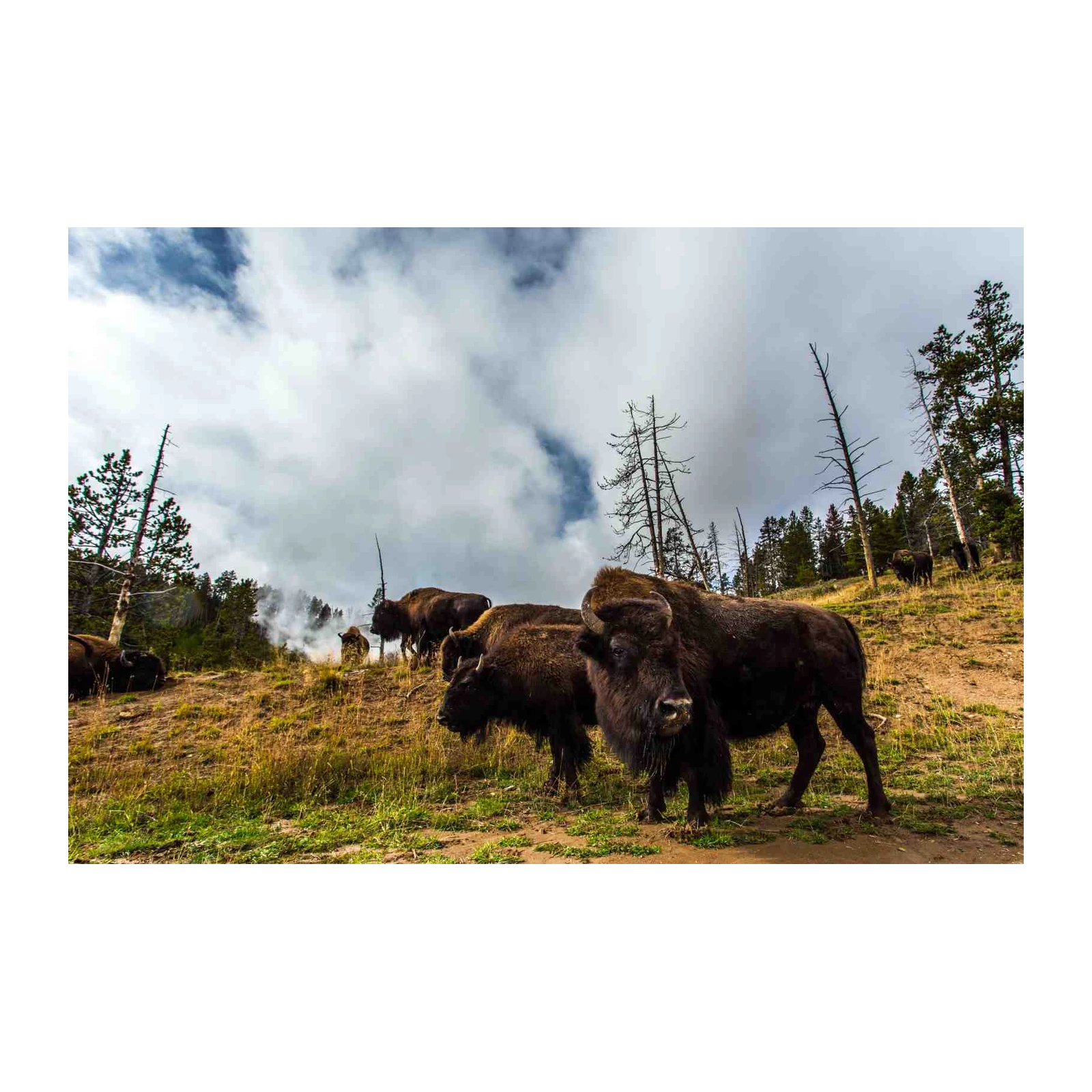 Majestic Bison Herd Yellowstone Wall Art