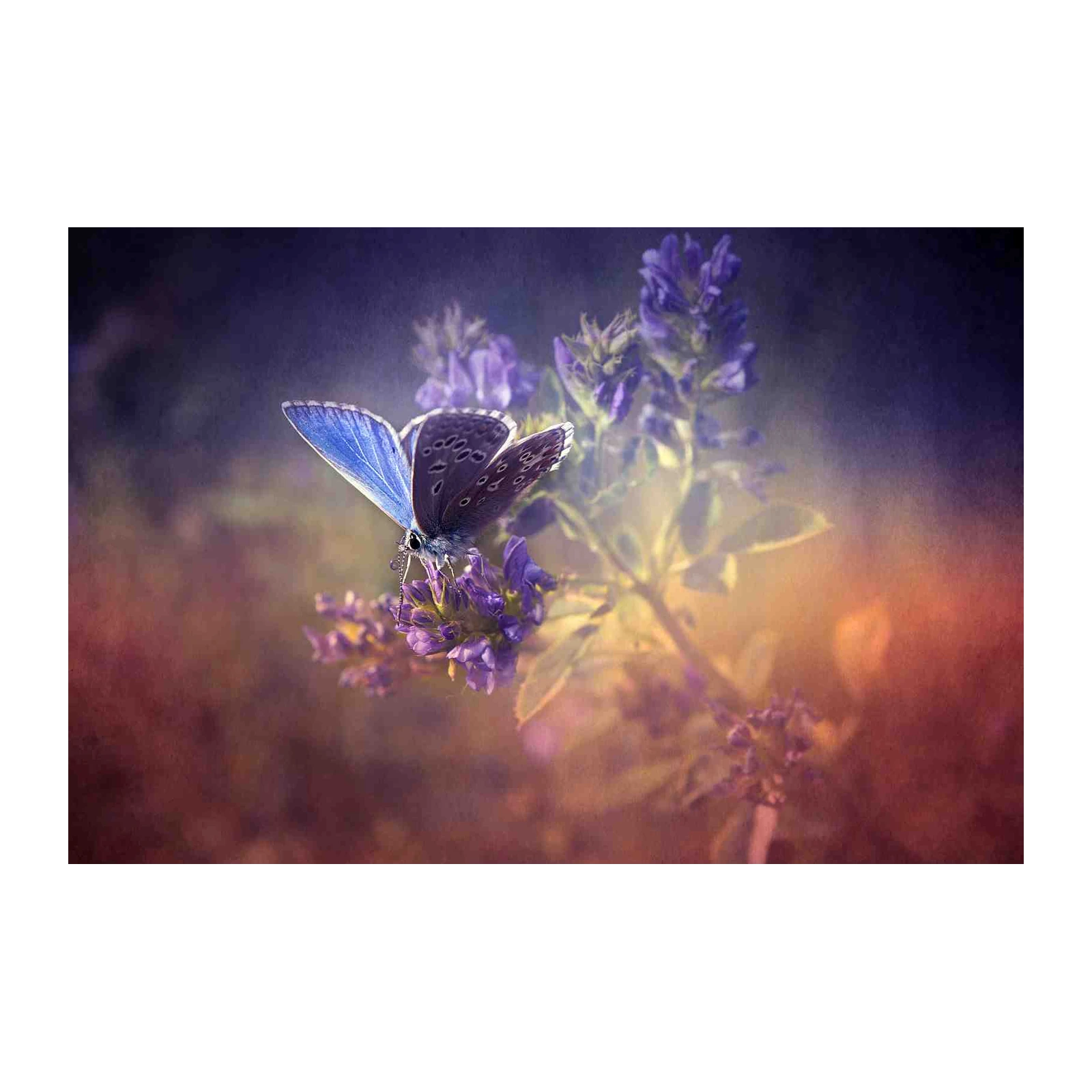 Enchanting Blue Butterfly Floral Wall Art